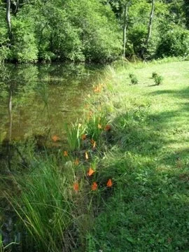 Flags installed to track progress of streamside planting at TothPark.JPG
