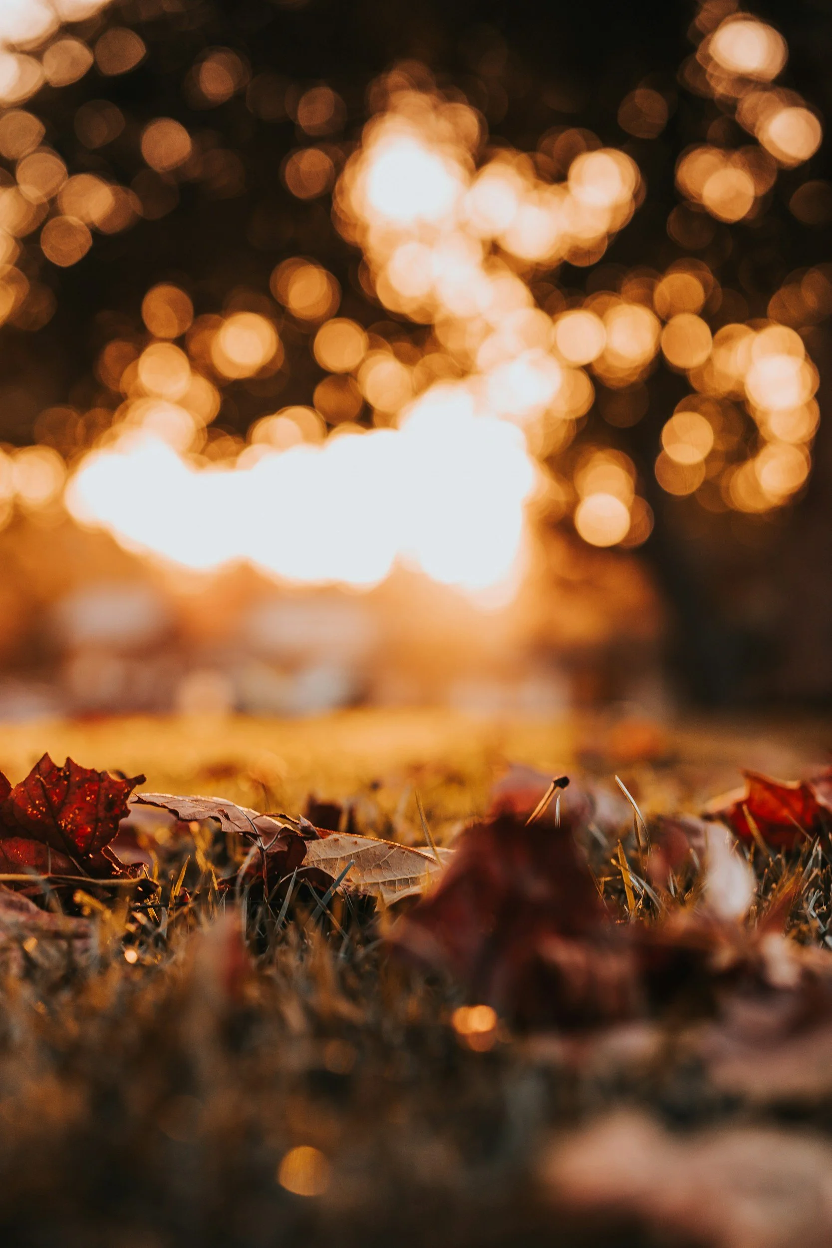 October General Meeting & Program