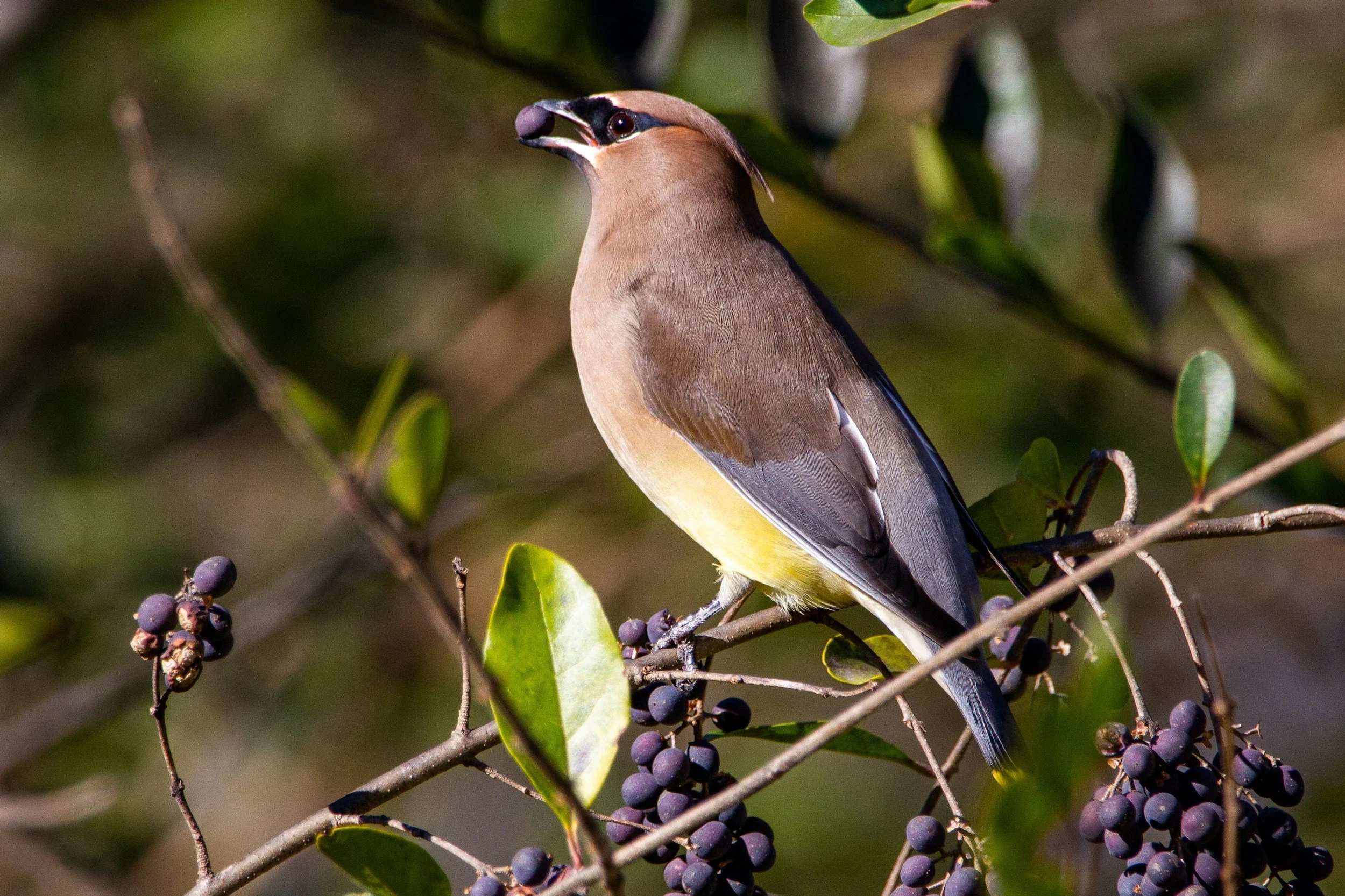 February General Meeting &amp; Program