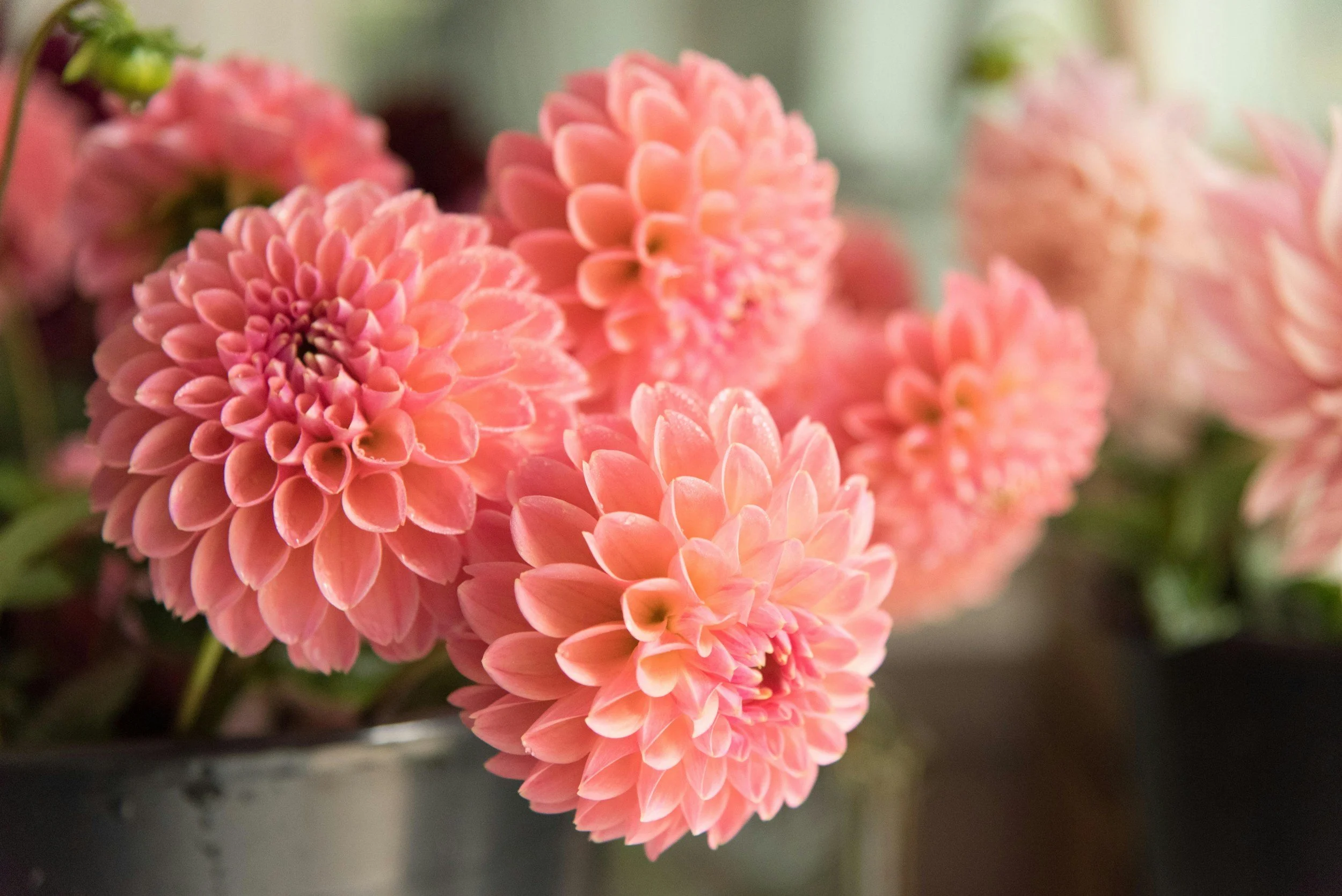 March General Meeting &amp; Presentation Dahlias: Demystifying the Growing Process with Brenda Schultz