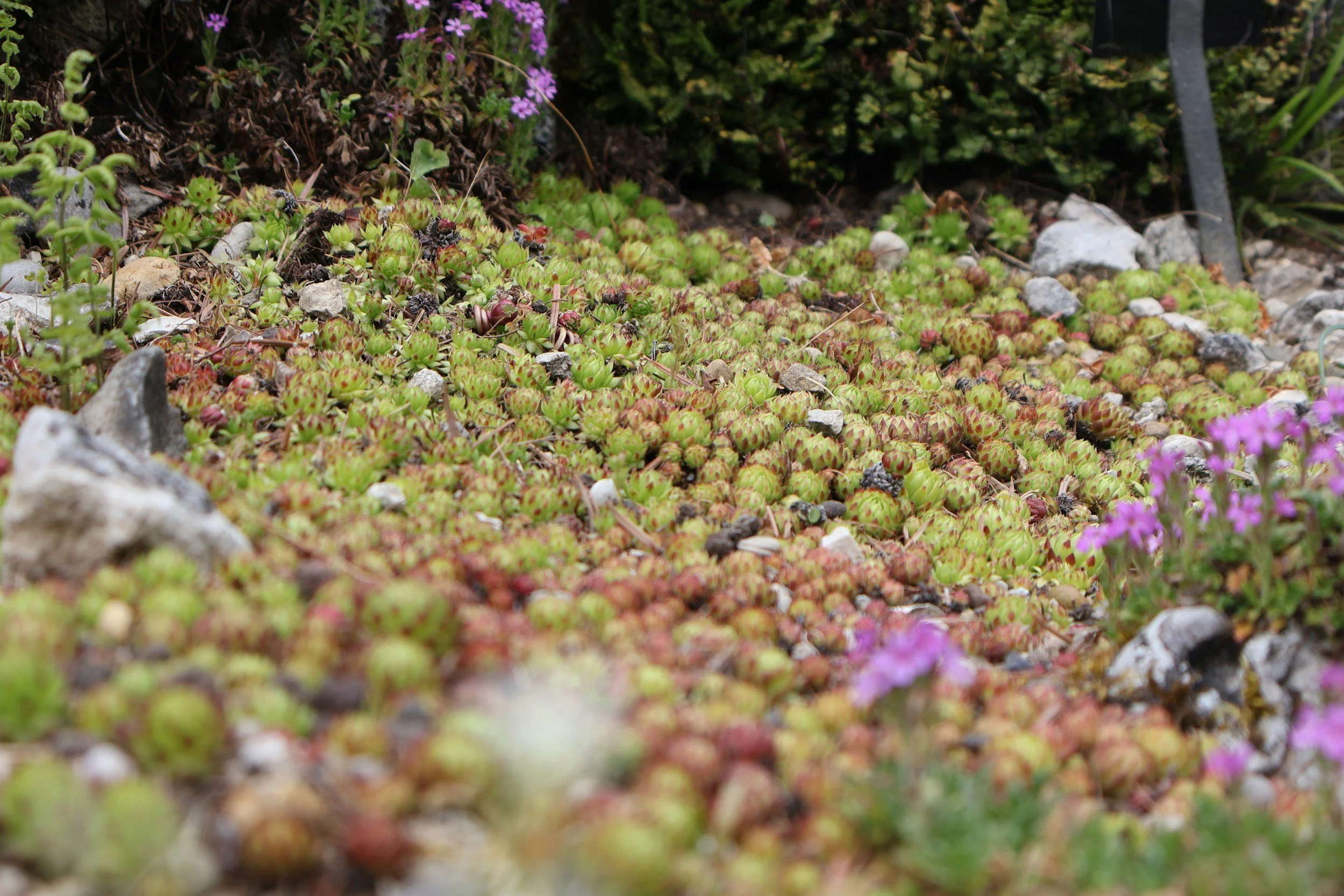 April General meeting &amp; Presentation: Alpine Plants at Home&nbsp; 