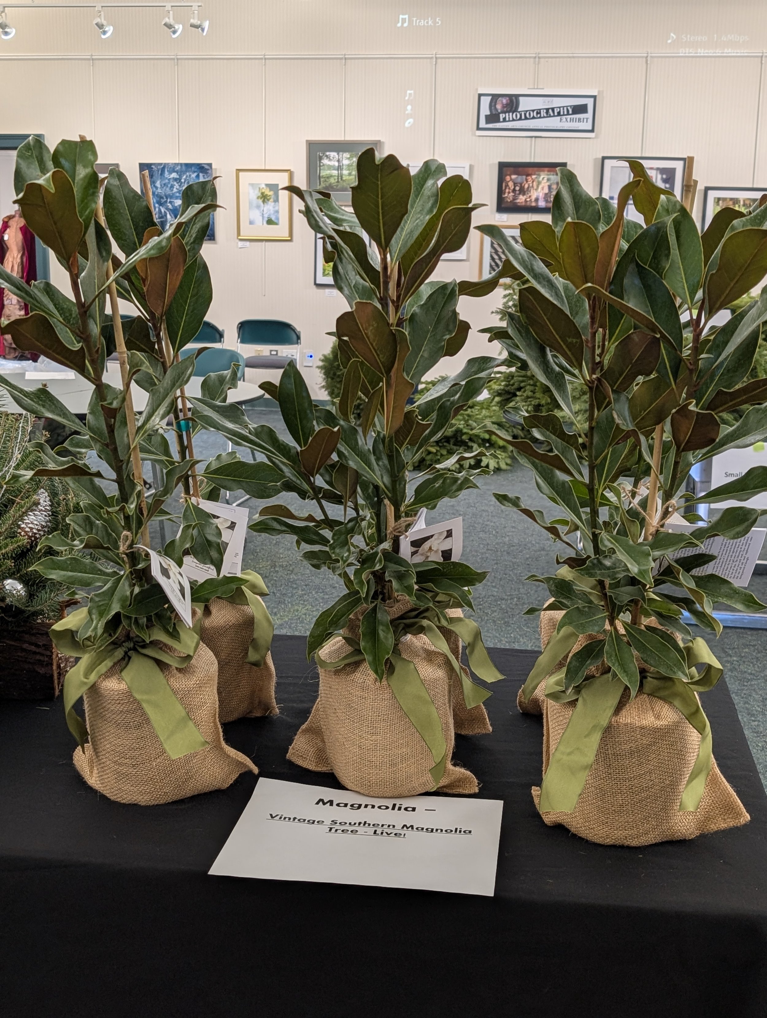 Vintage Holiday Southern Magnolia Tree - Live!