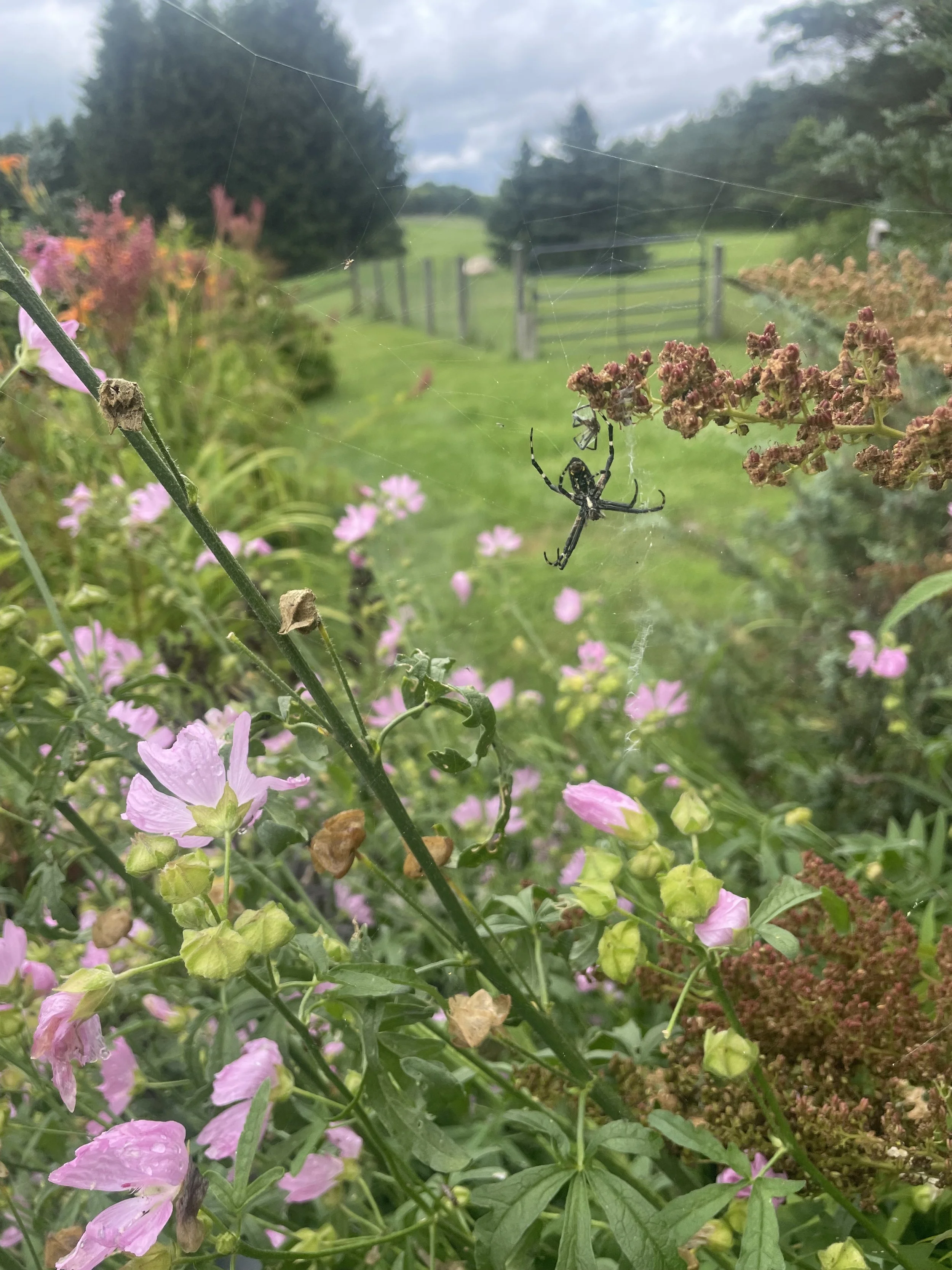 IMG_7343.jpeg