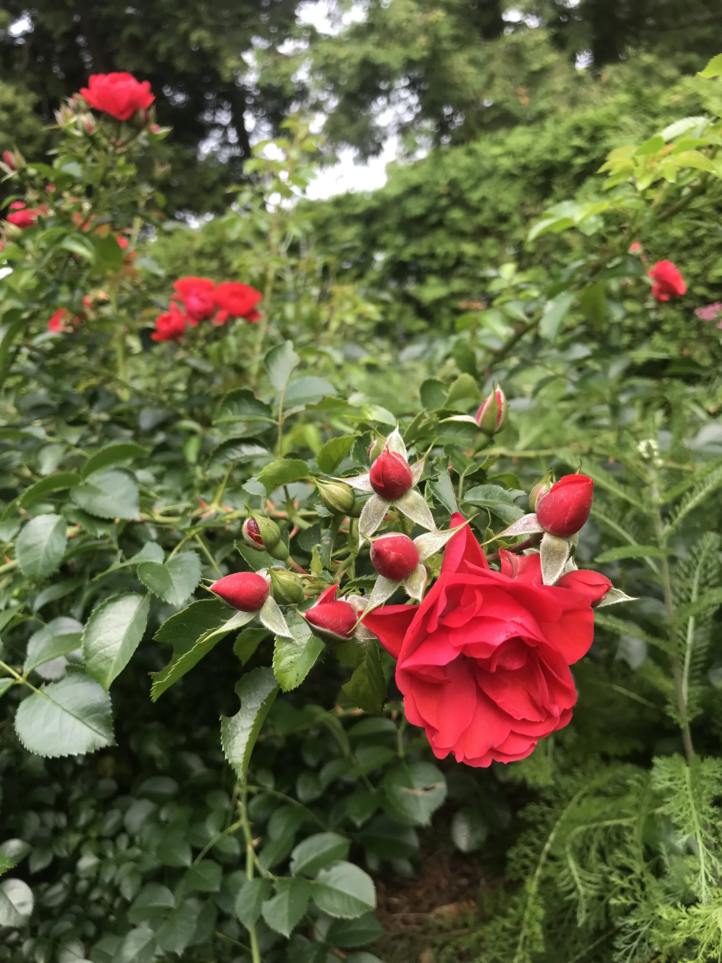 IMG_1401 2.jpeg