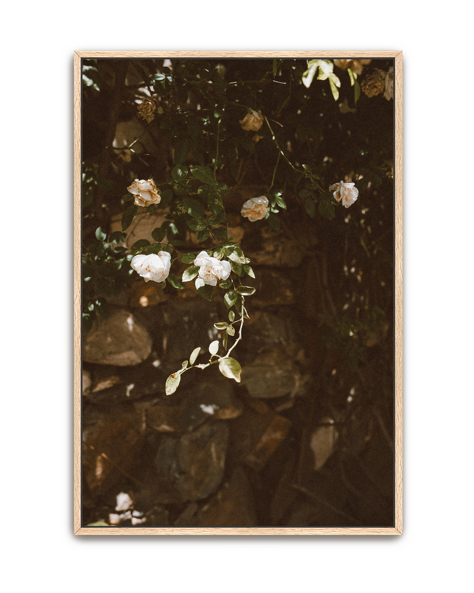 quiet-garden-oak-canvas.png