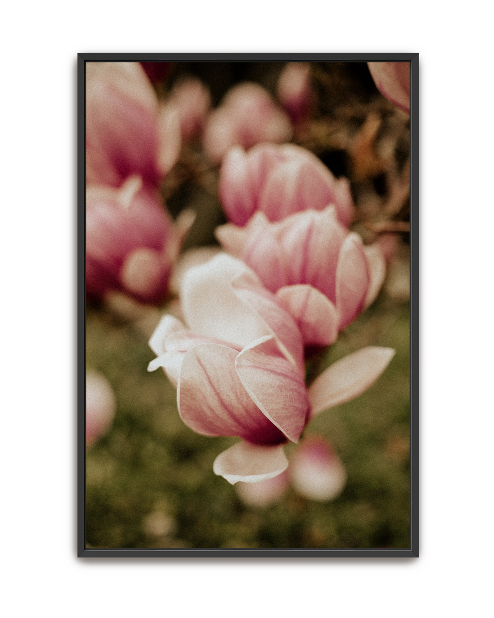 in-bloom-black-canvas.png