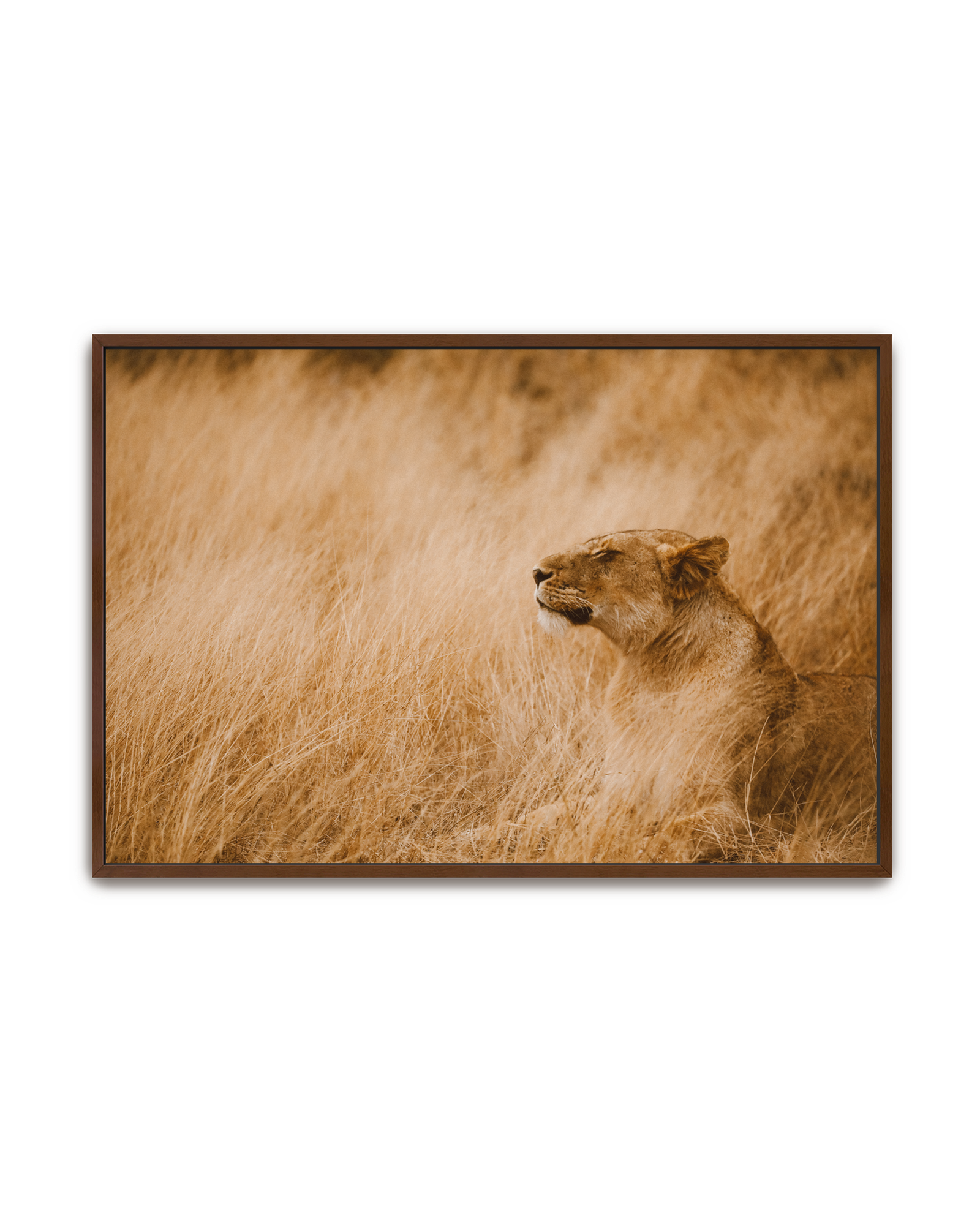 lioness-walnut-canvas.png