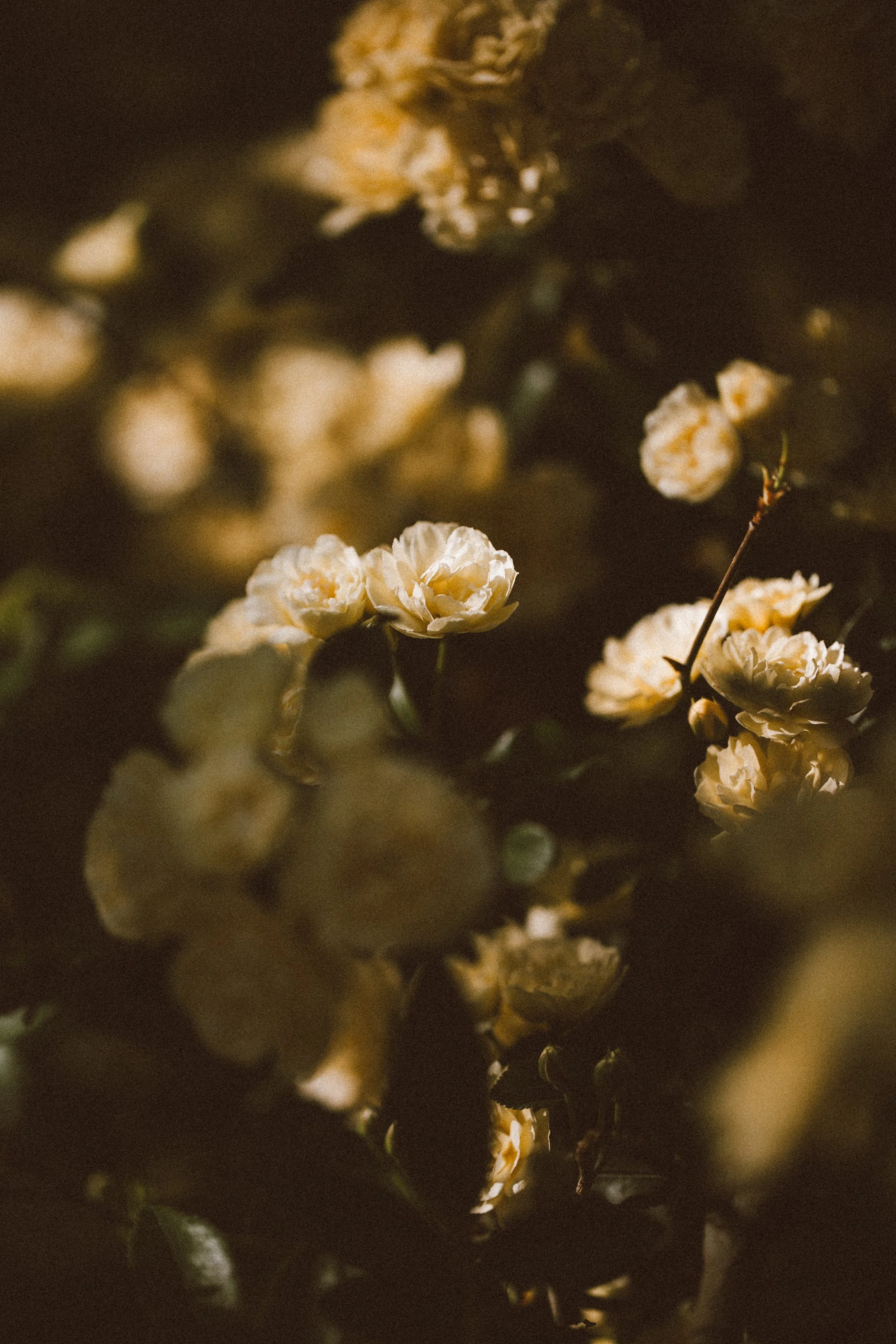 Dappled Light.jpg