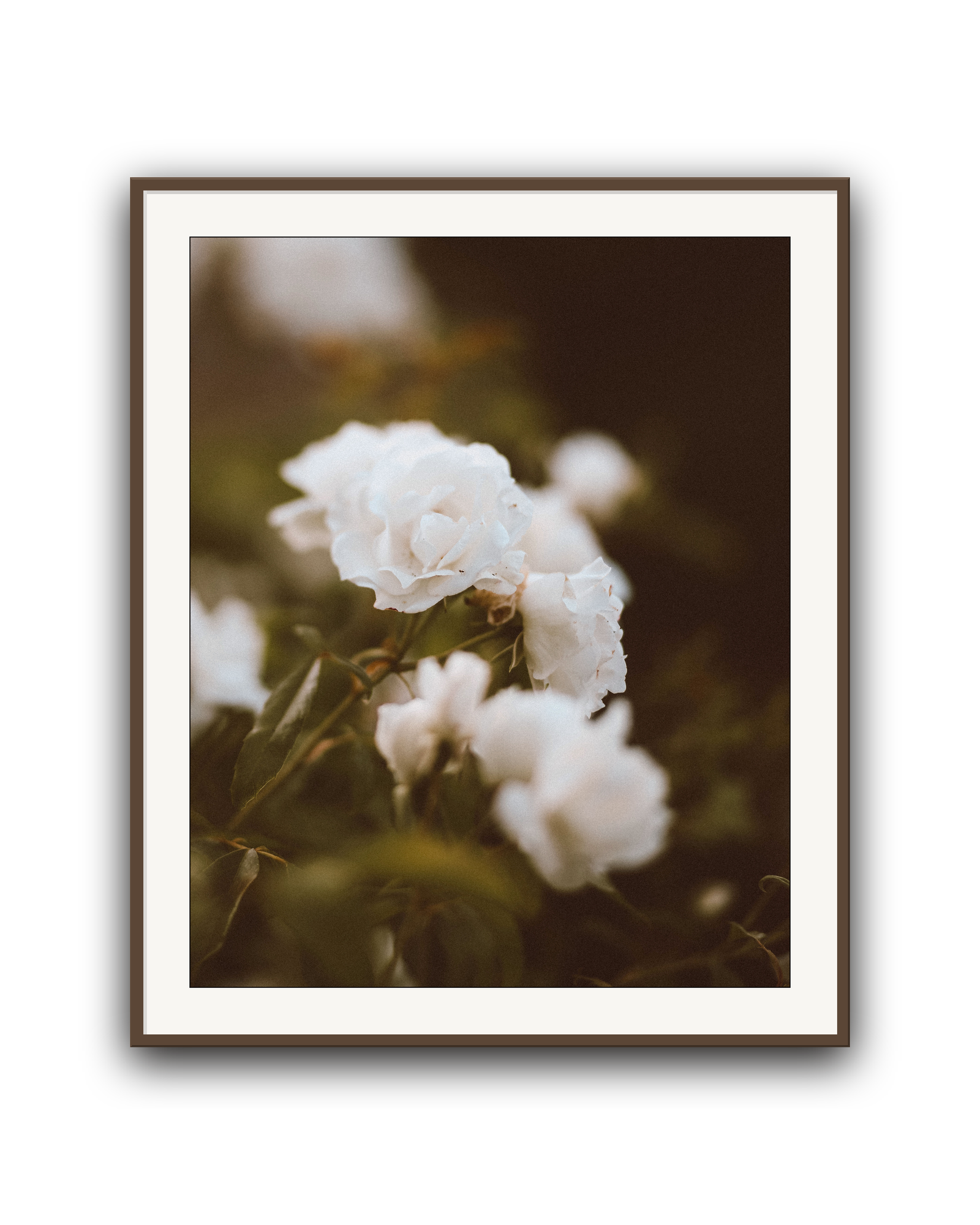 full-bloom-walnut-matted.png