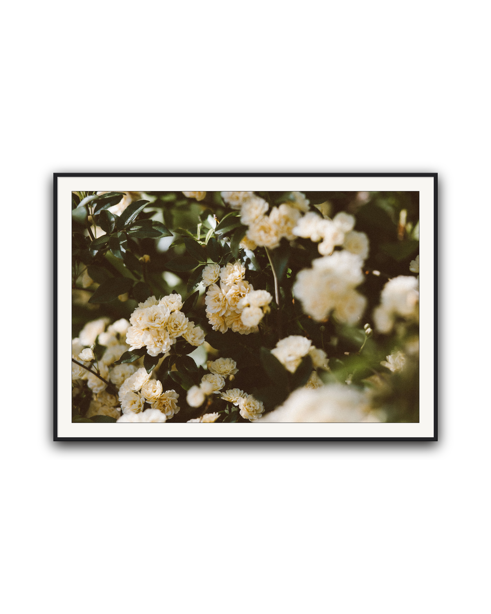 abundance-black-matted.png