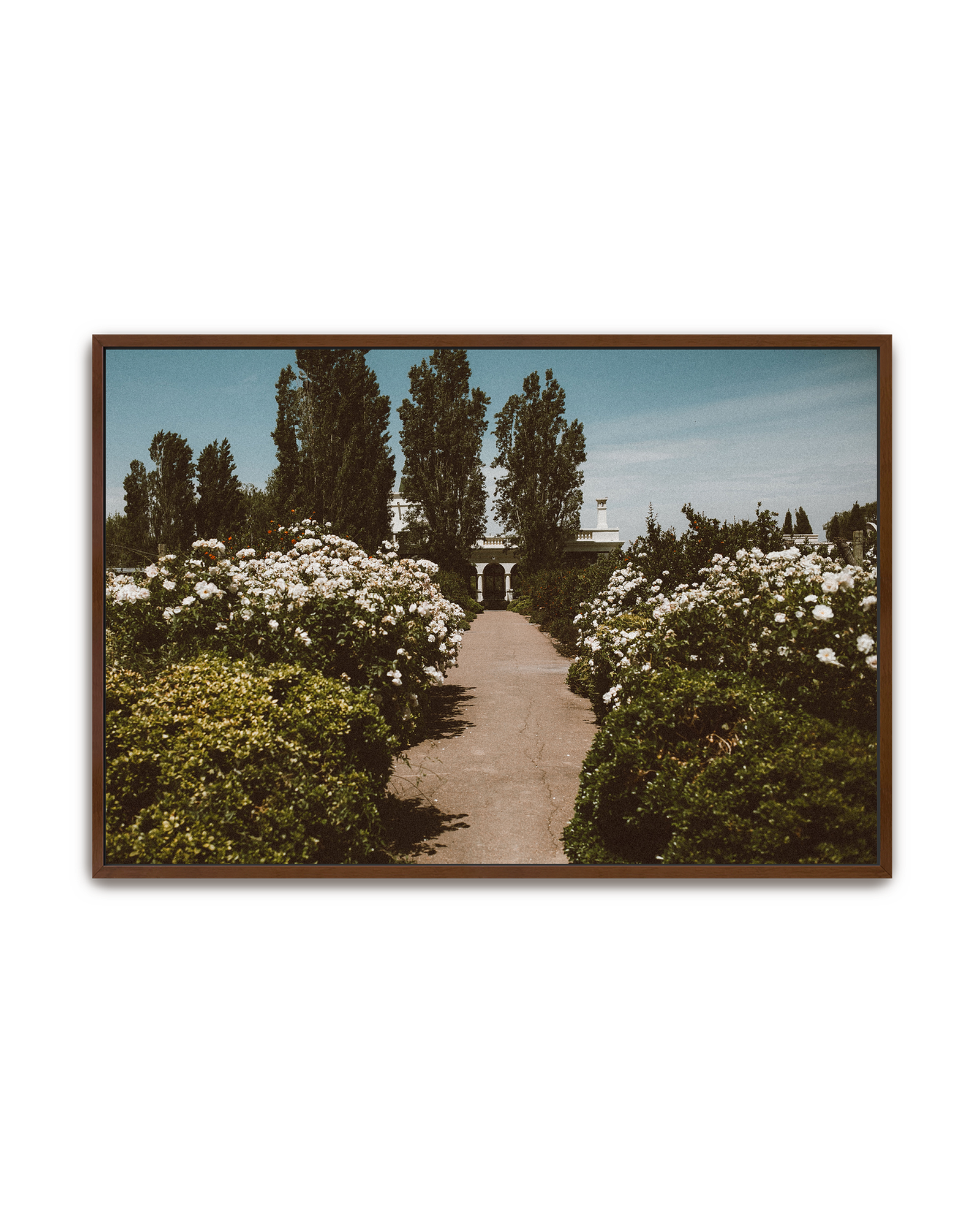 arrival-walnut-canvas.png