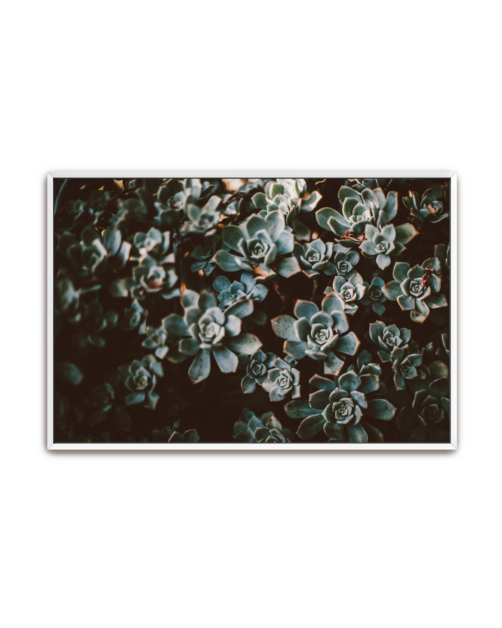 stone-roses-white-canvas.png