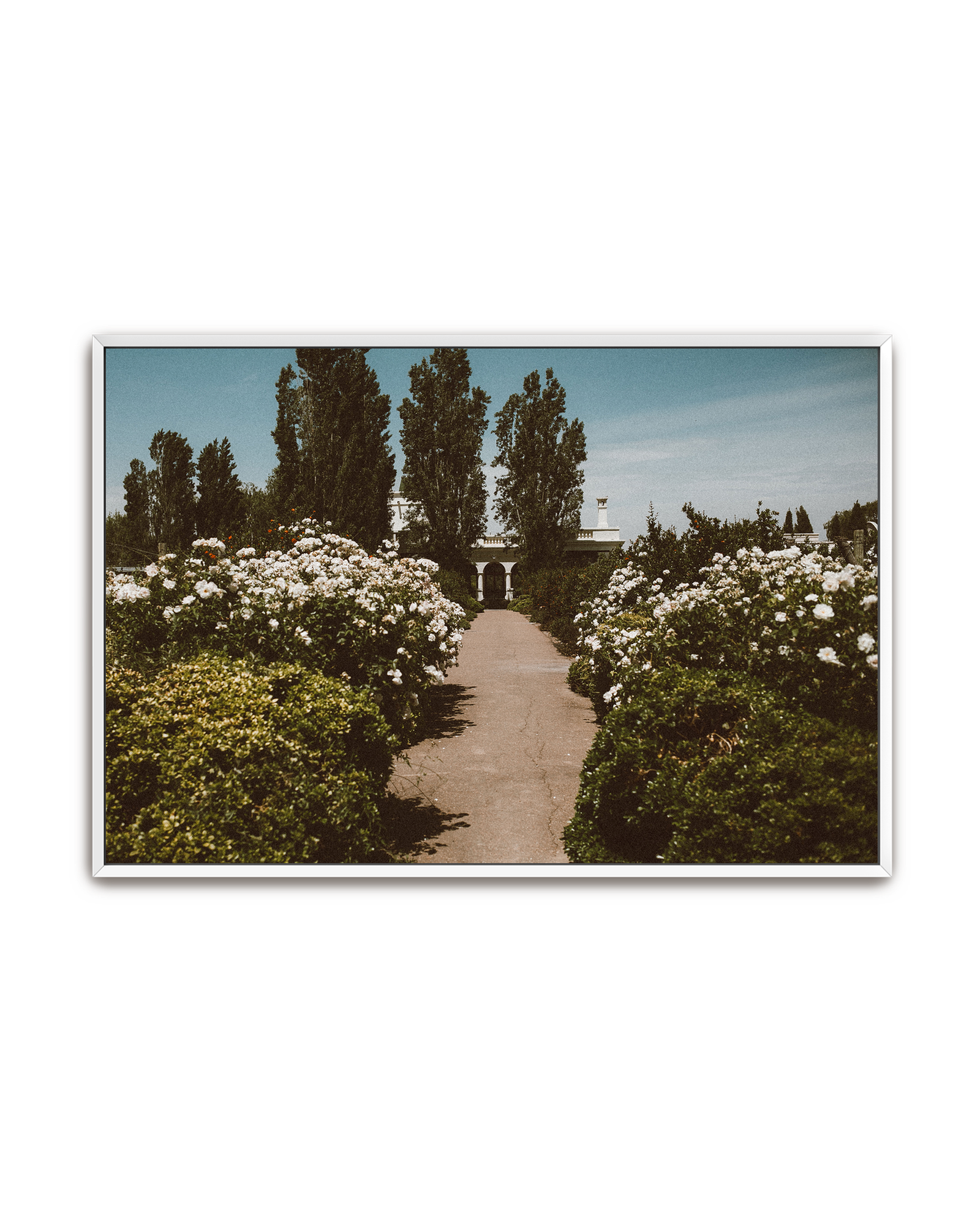 arrival-white-canvas.png