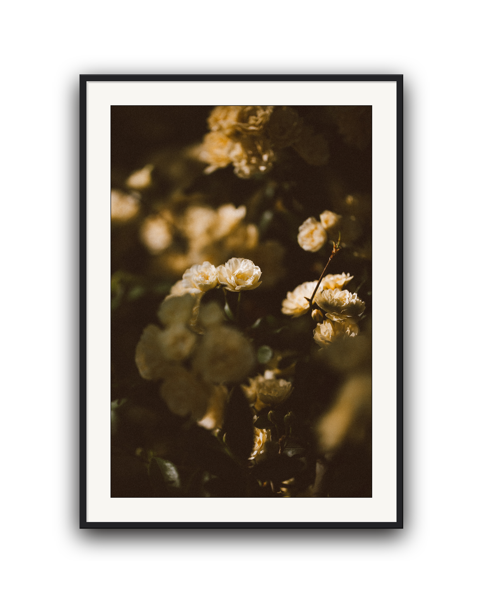 dappled-light-black-matted.png