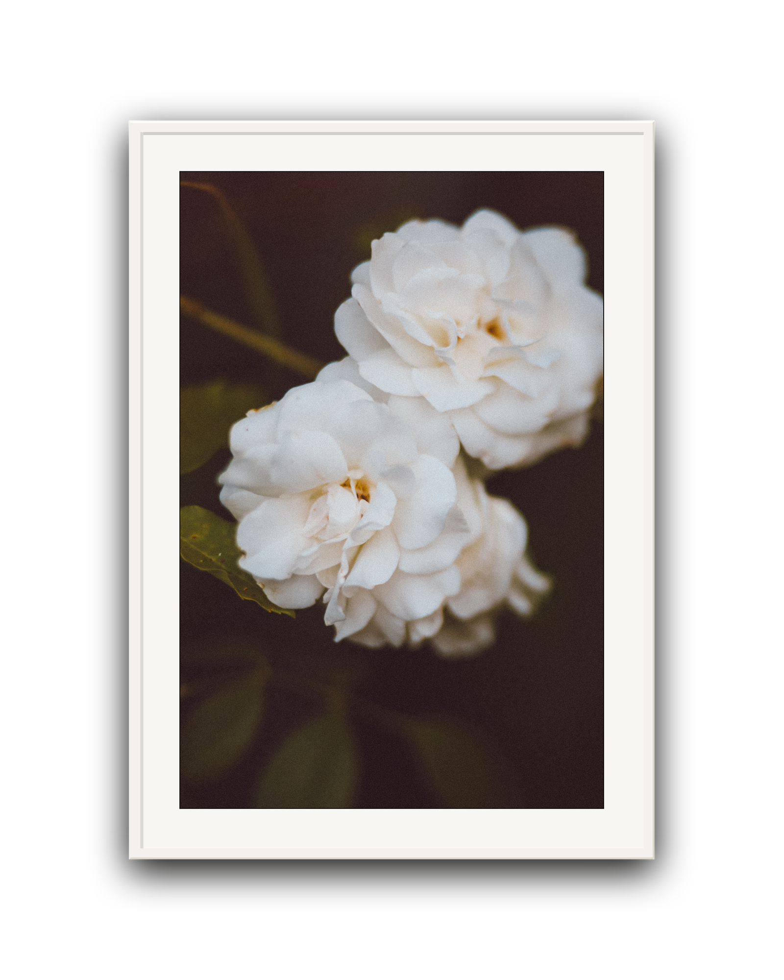 Ivory Hush- Limited Edition