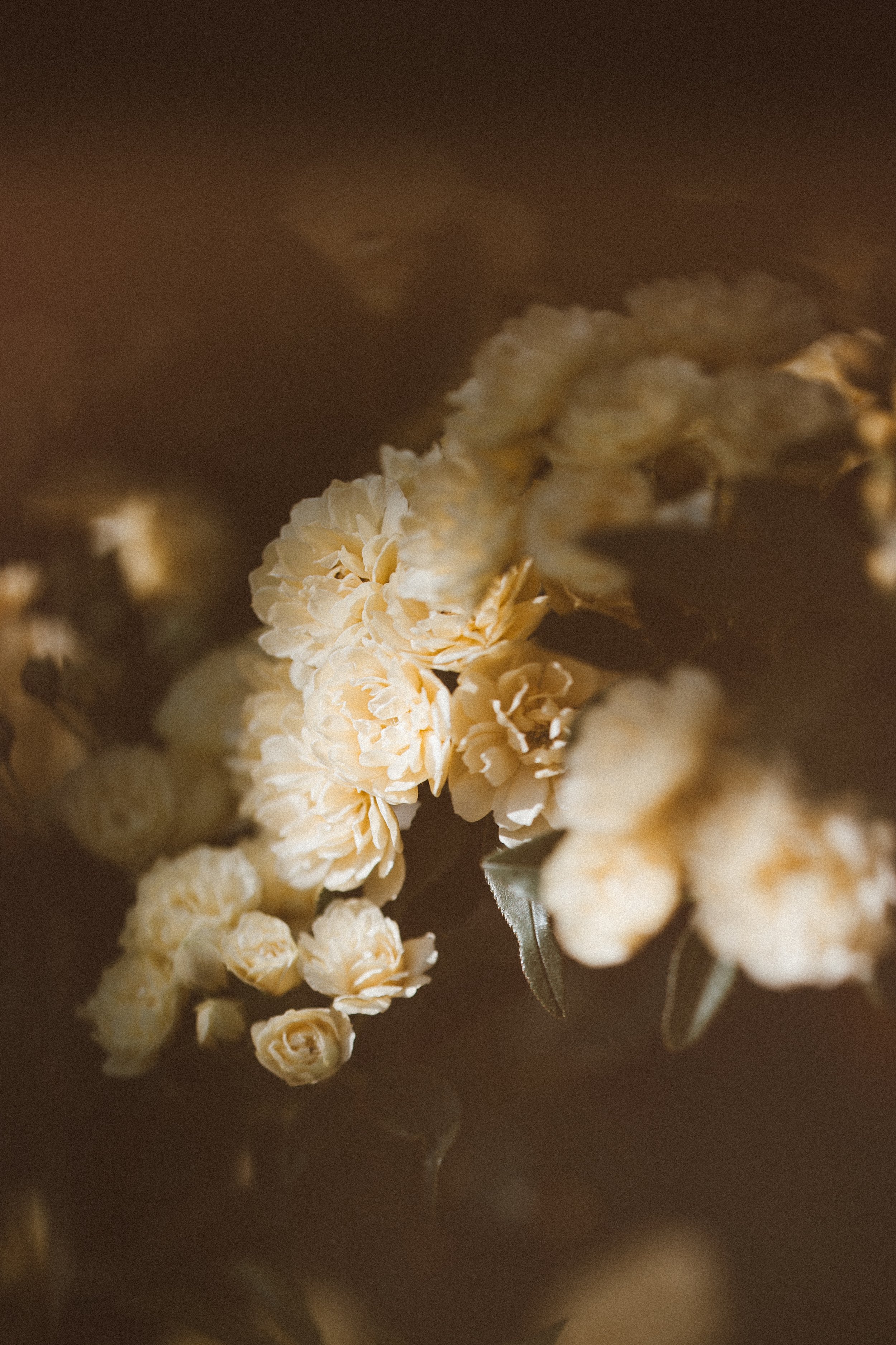 evening bloom.jpg