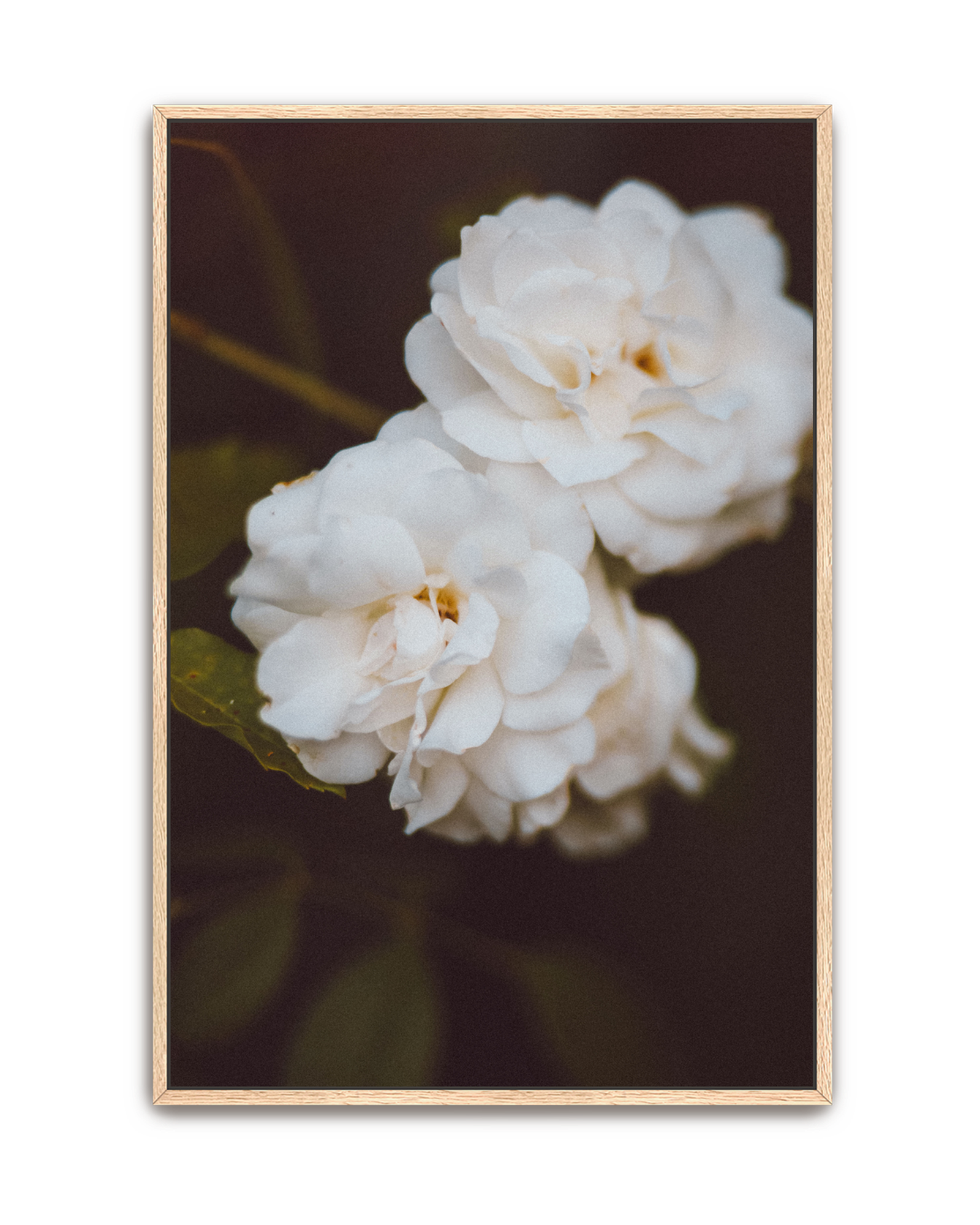 ivory-hush-oak-canvas.png