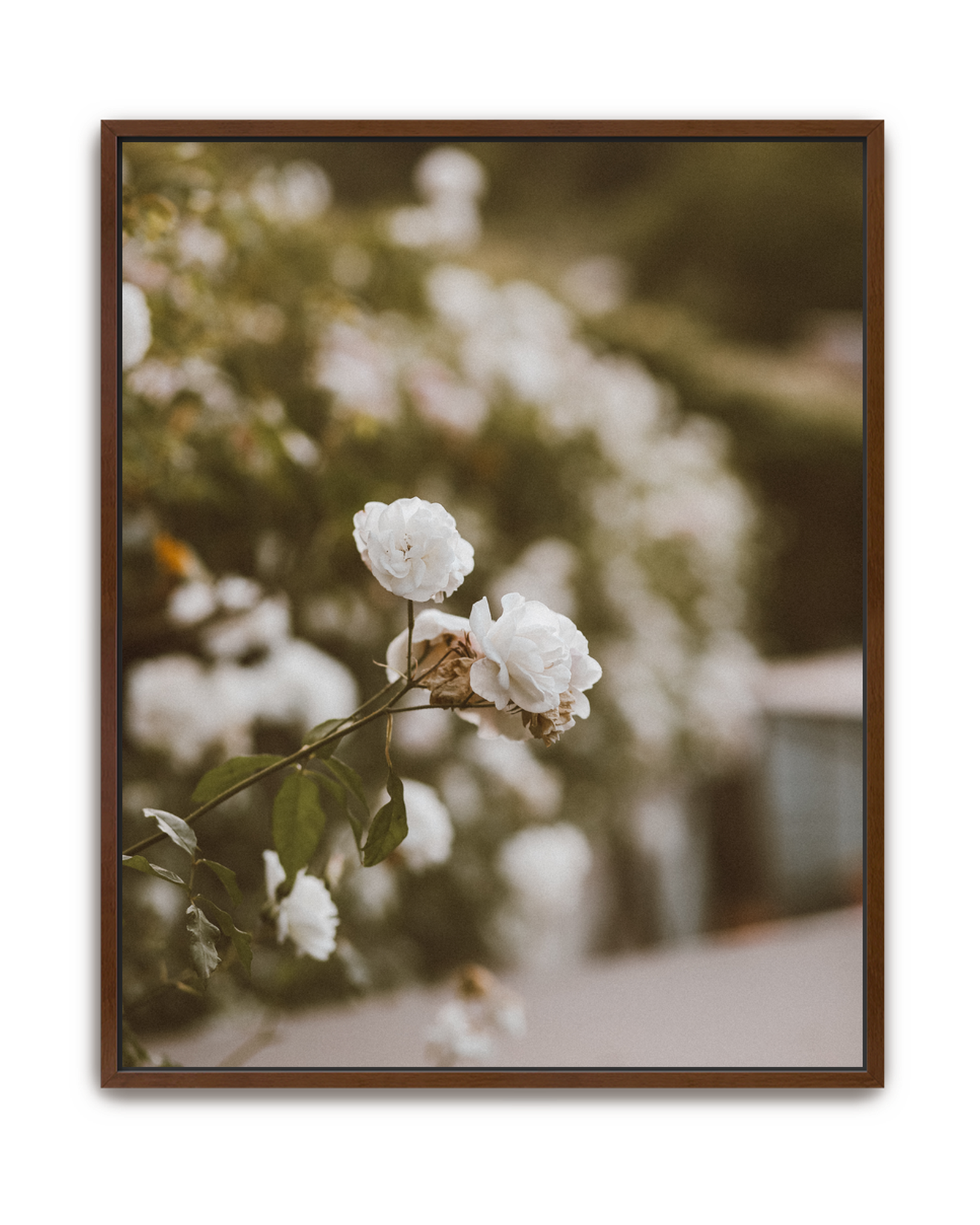 snowdrift-walnut-canvas.png