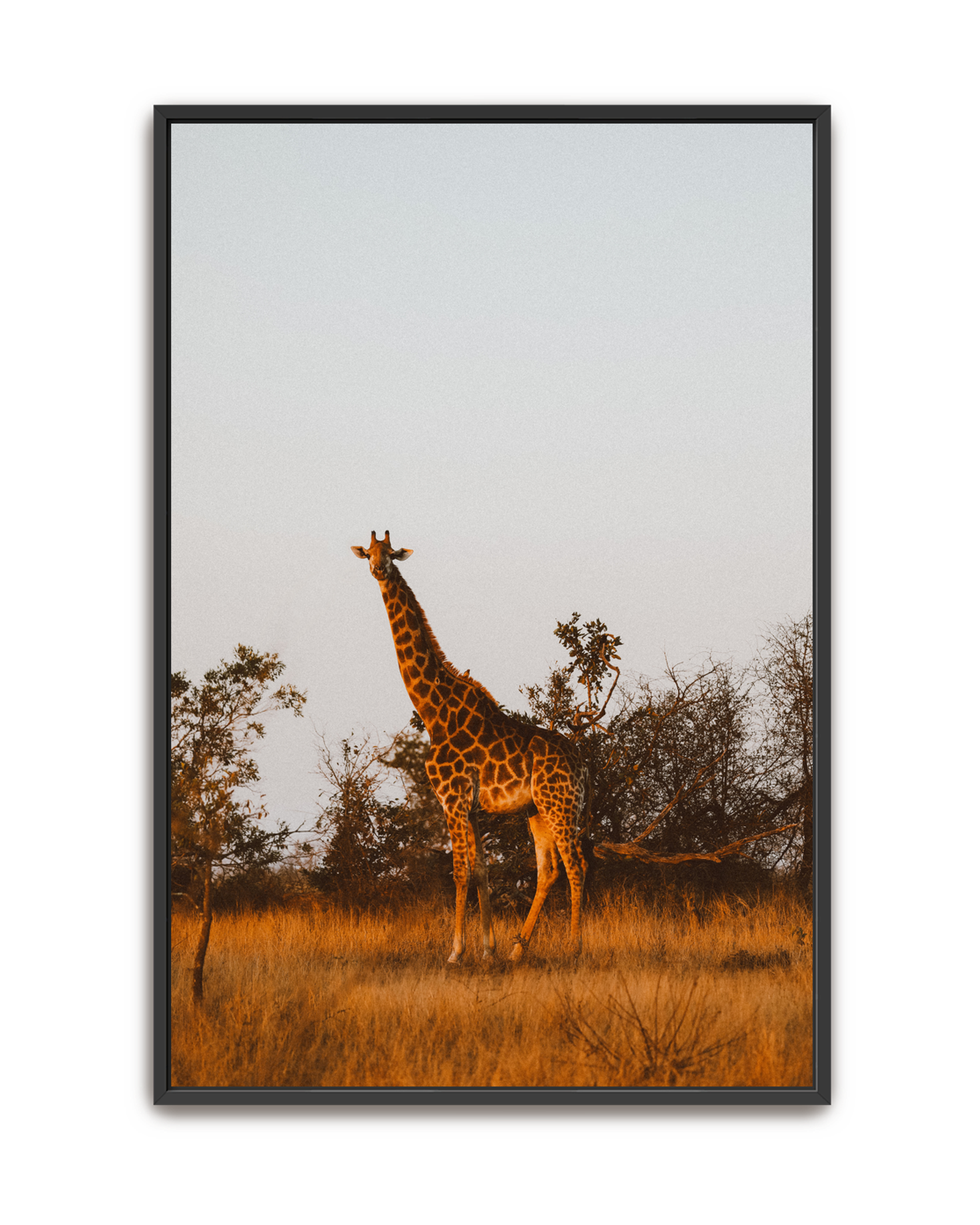 giraffe-black-canvas.png