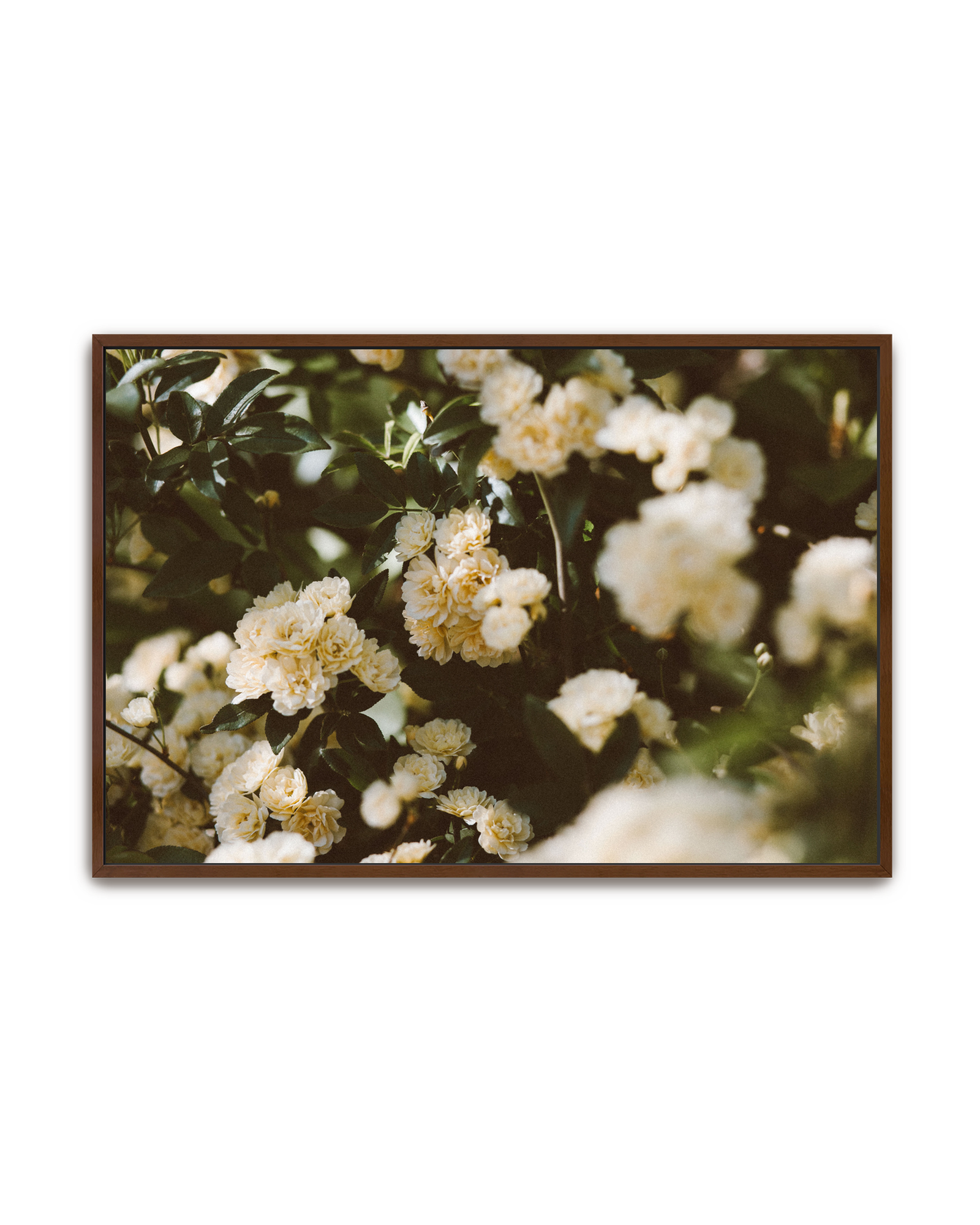 abundance-walnut-canvas.png