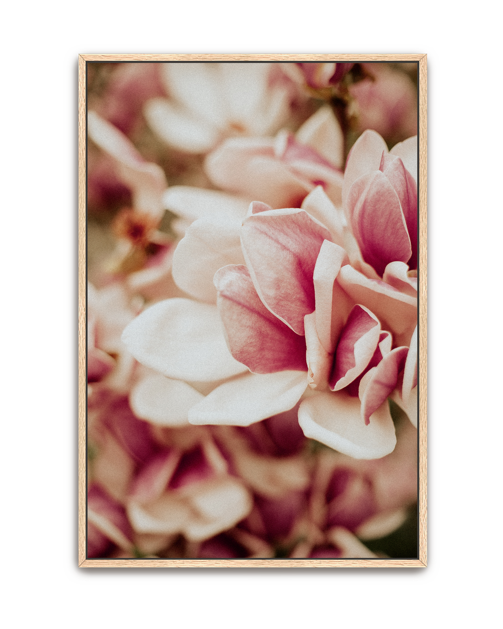 pink-velvet-oak-canvas.png