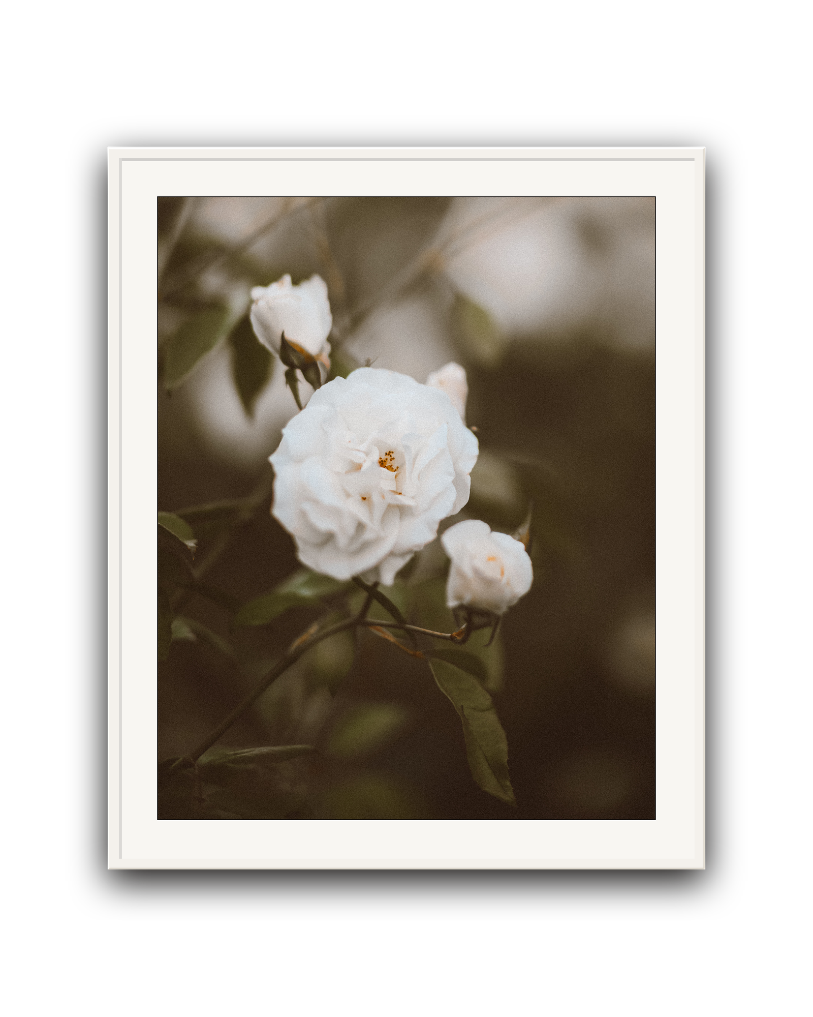 Soft Rebellion- Limited Edition