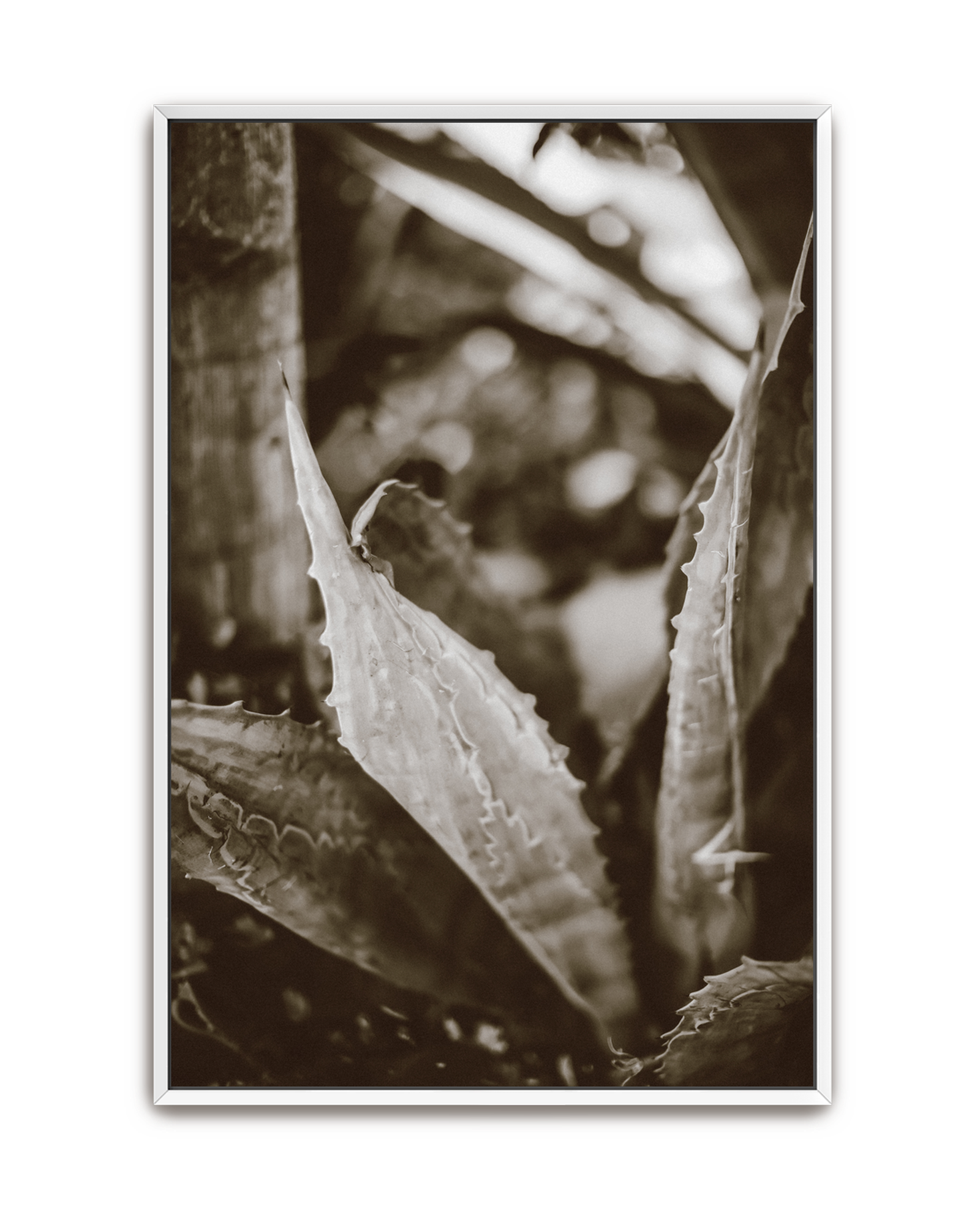 aloe-noir-white-canvas.png