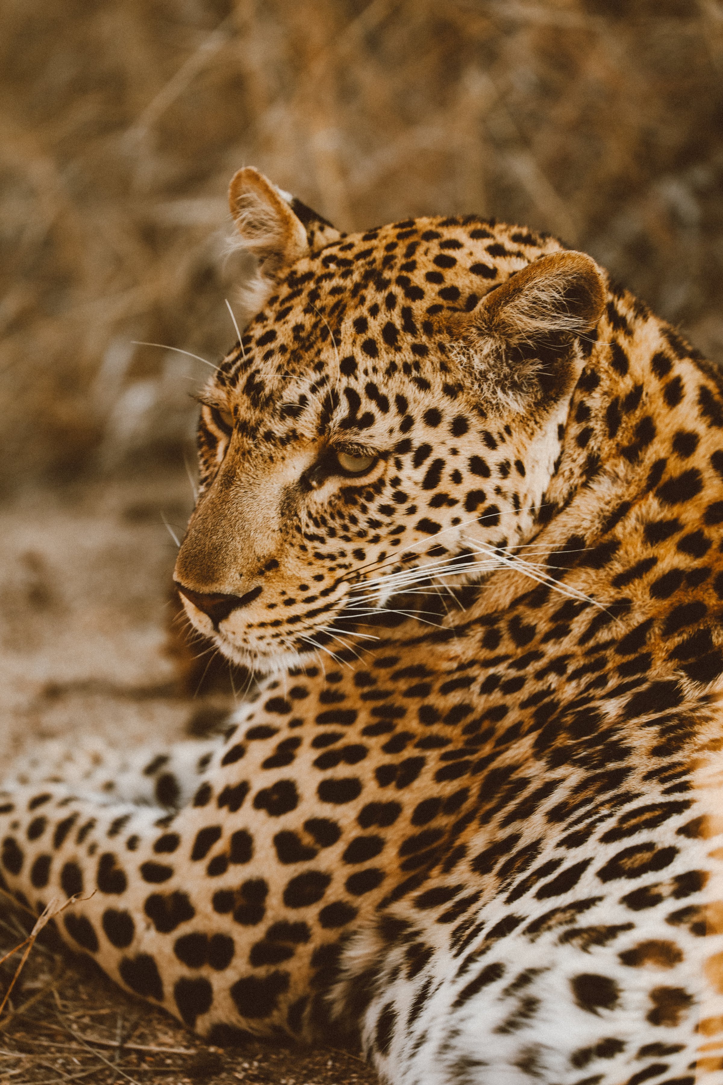 leopard-hero.jpg