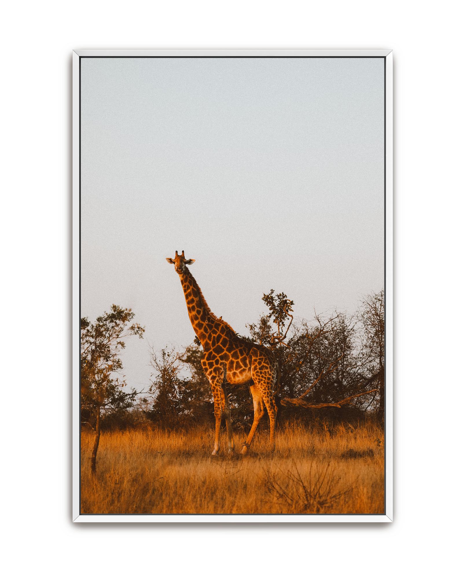 giraffe-white-canvas.png