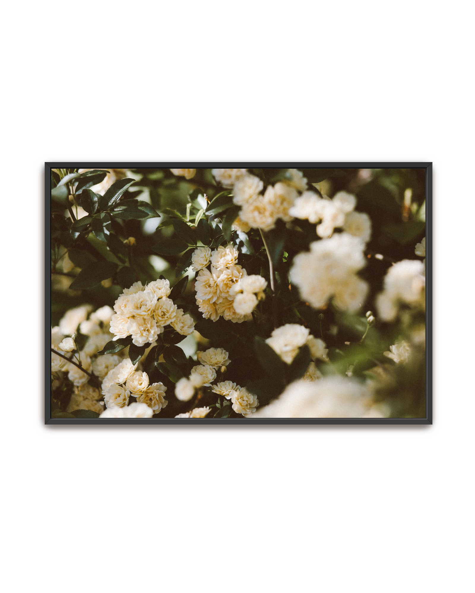 abundance-black-canvas.png