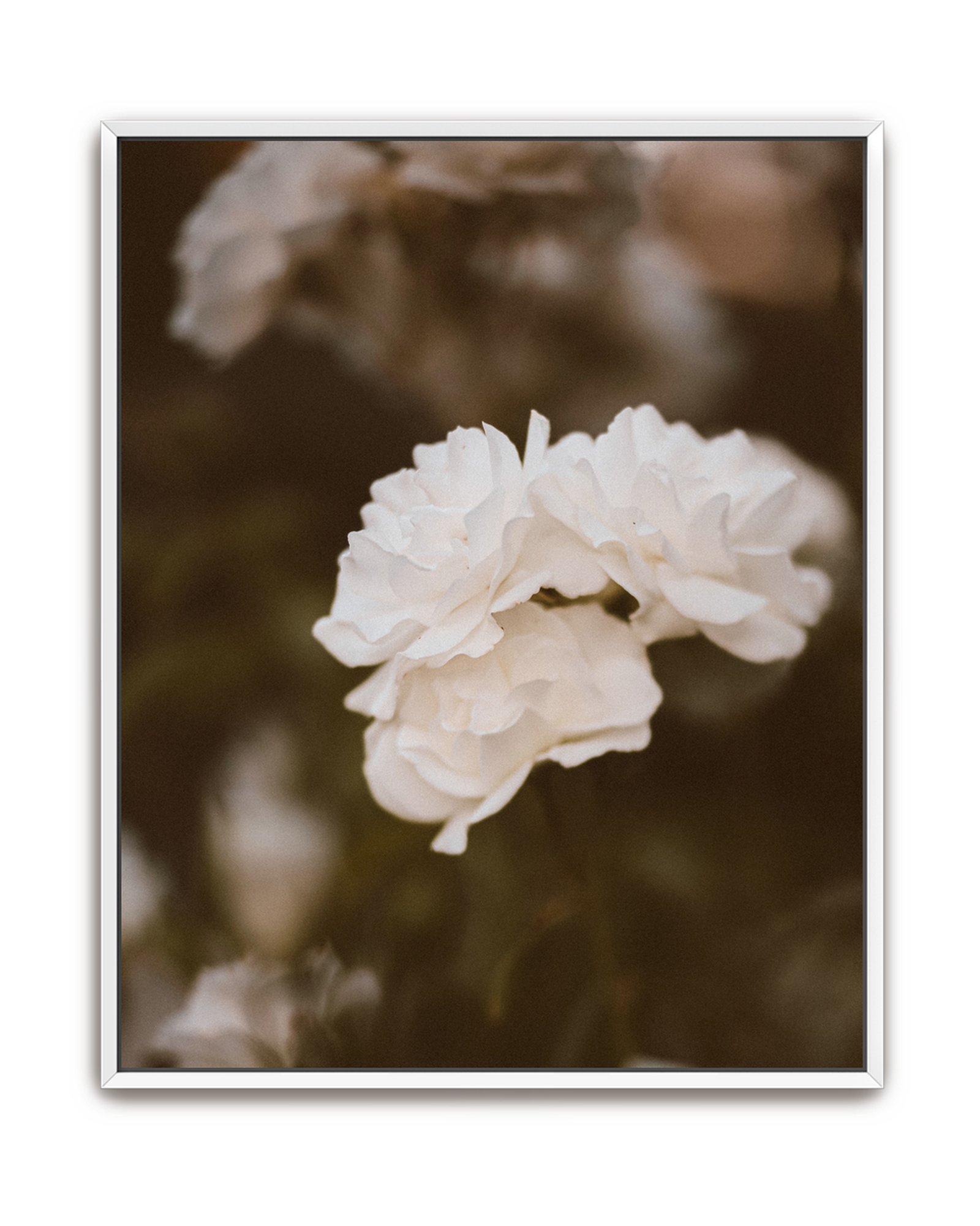 soft-light-white-canvas.png