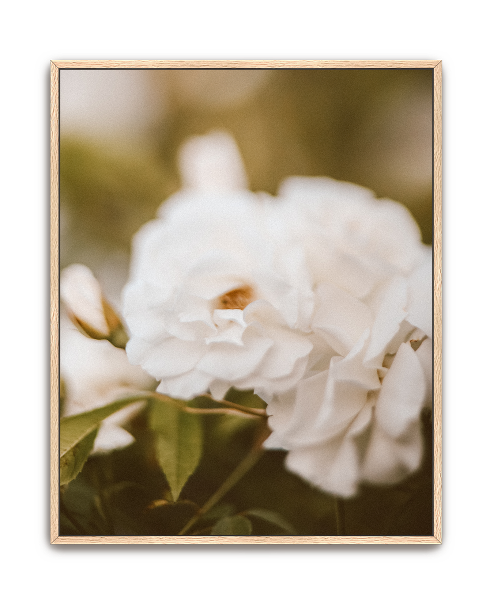 cream-petal-oak-canvas.png