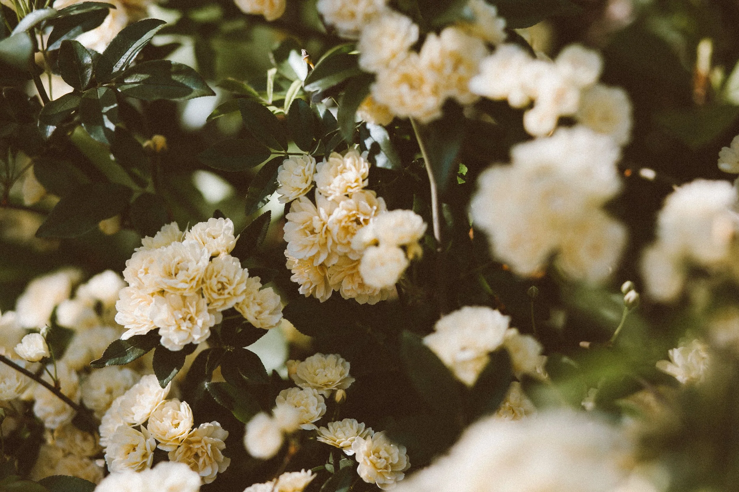 Sunshine Roses-1.jpg