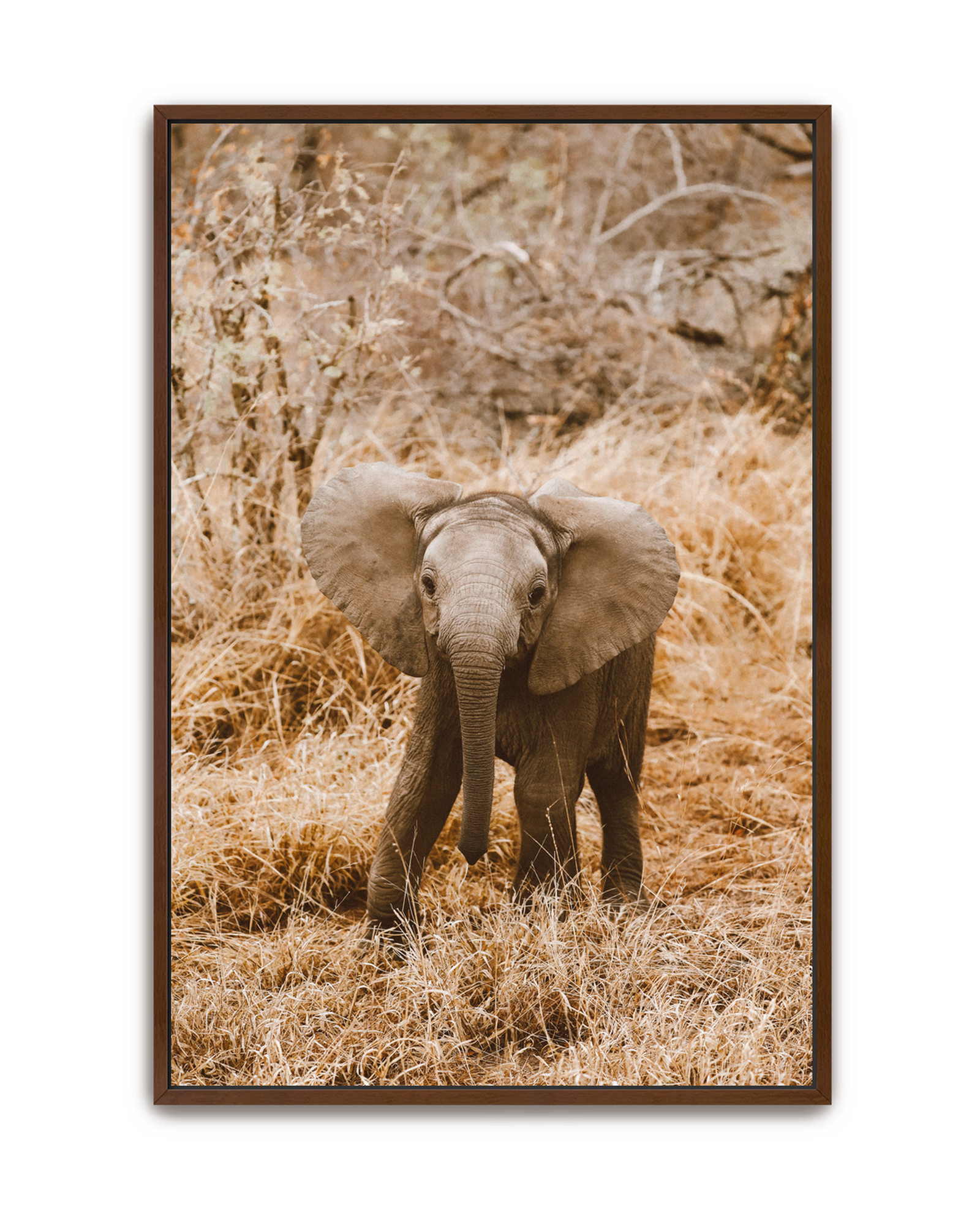 elephant-walnut-canvas.png