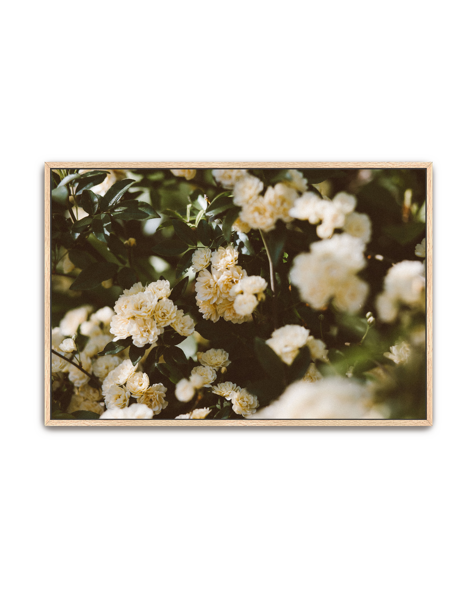 abundance-oak-canvas.png