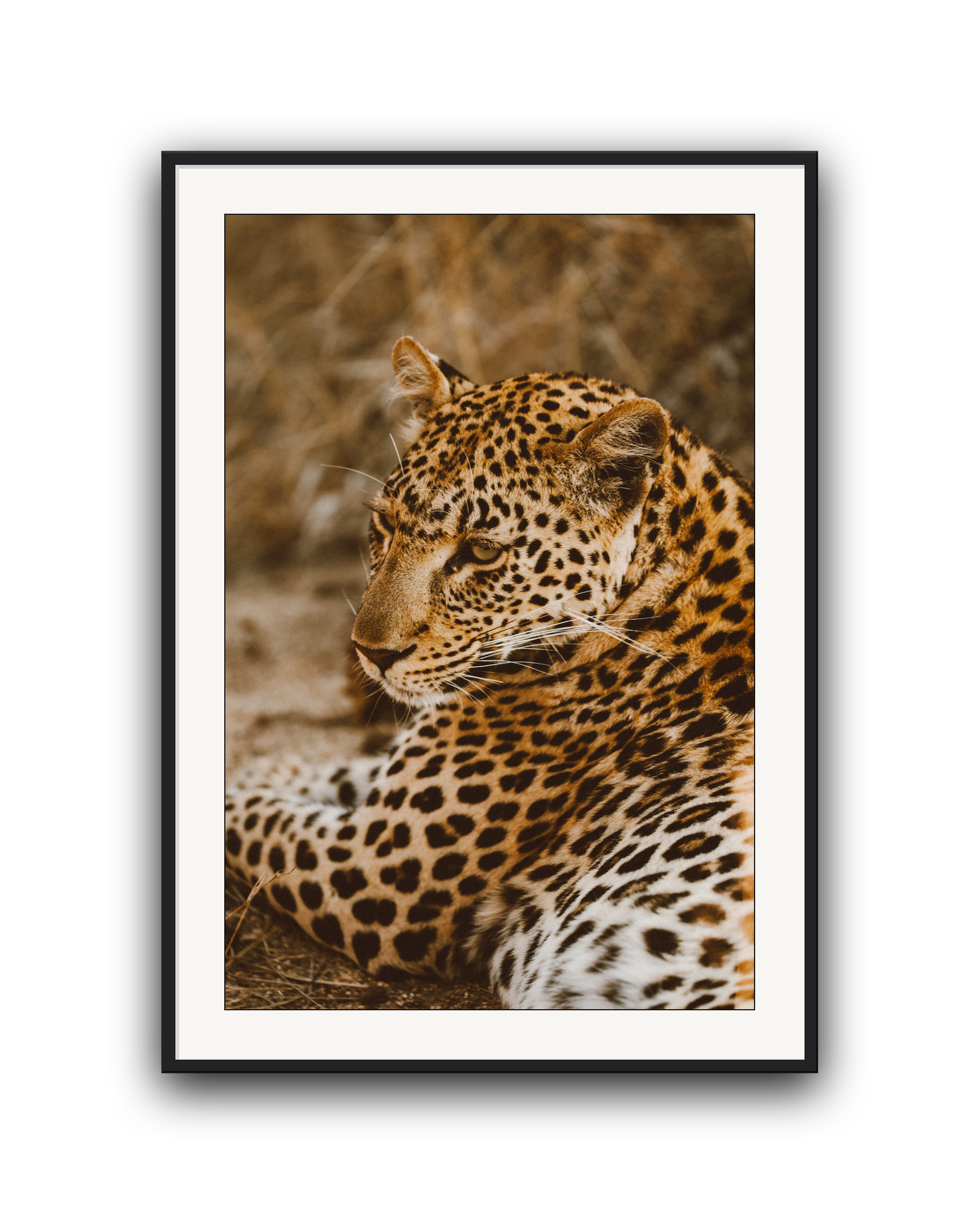 leopard-black-matted.png