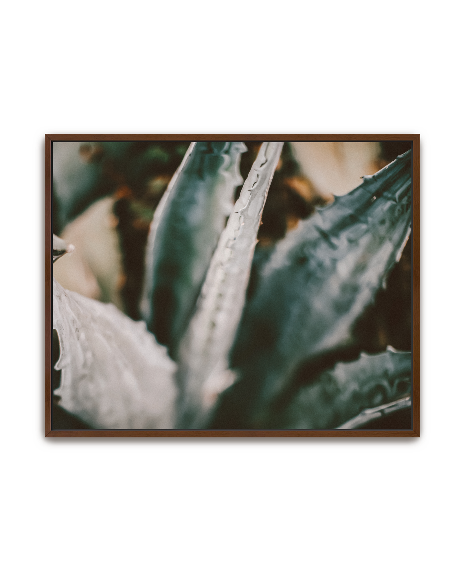 blue-agave-walnut-canvas.png