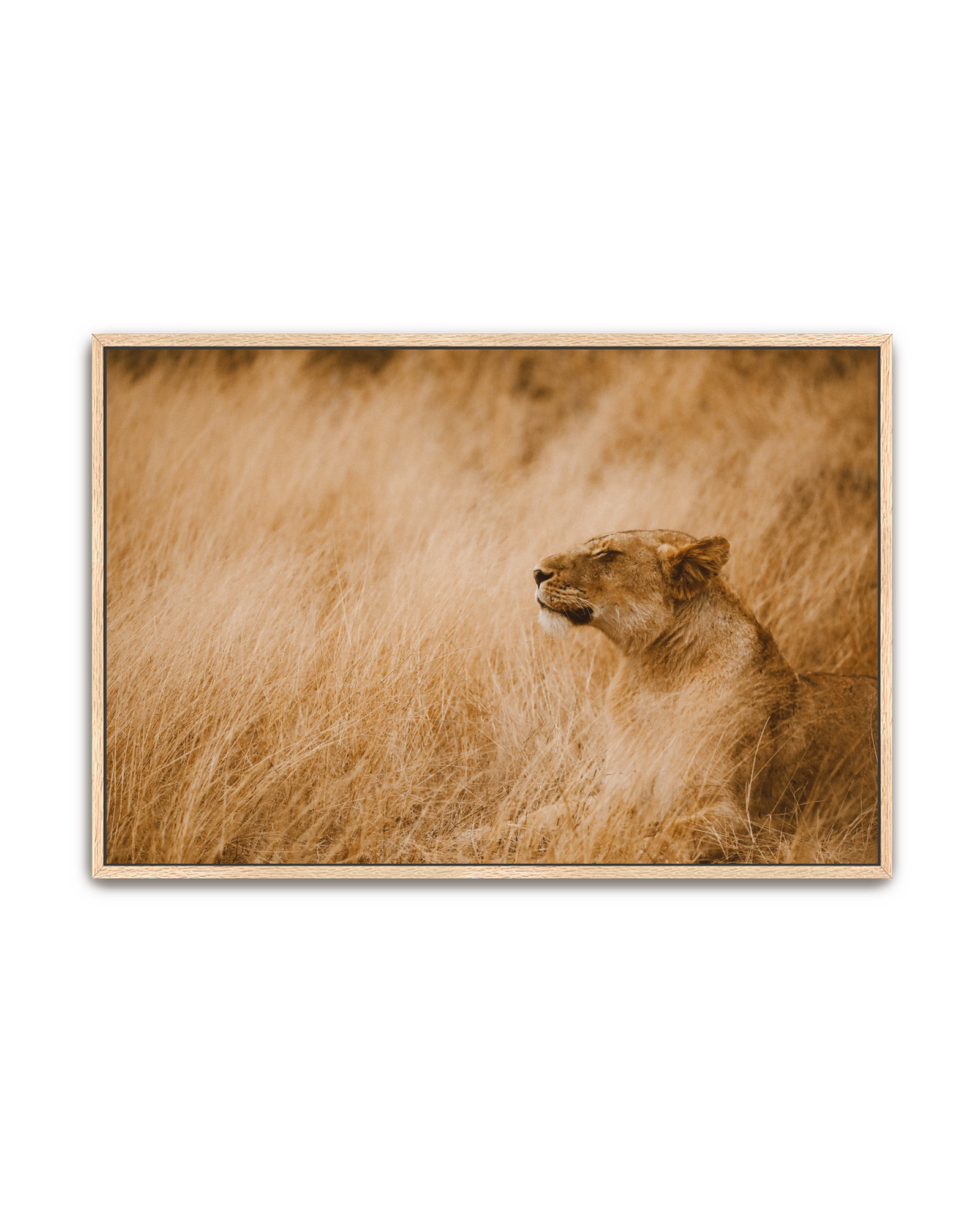 lioness-oak-canvas.png