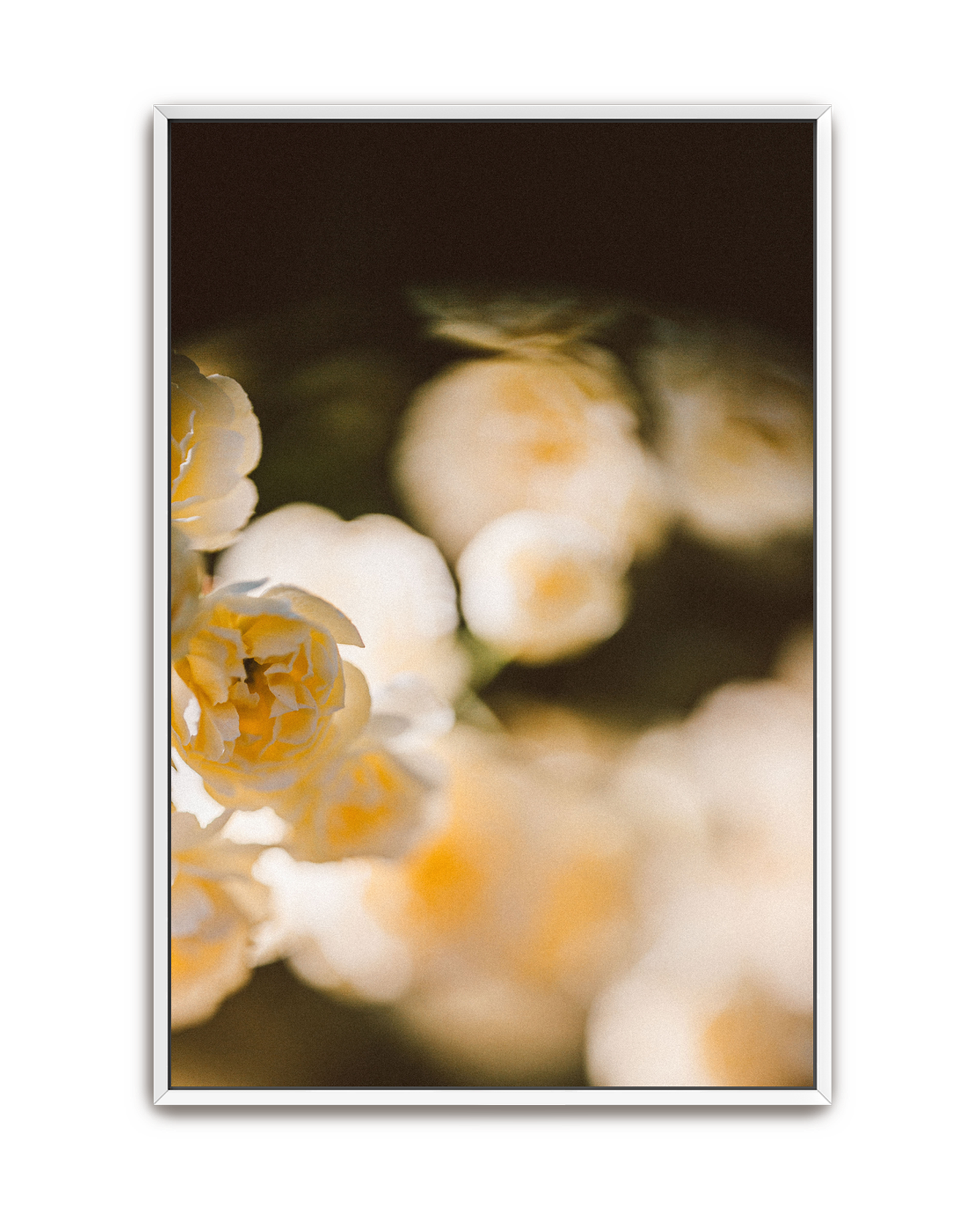 golden-haze-white-canvas.png