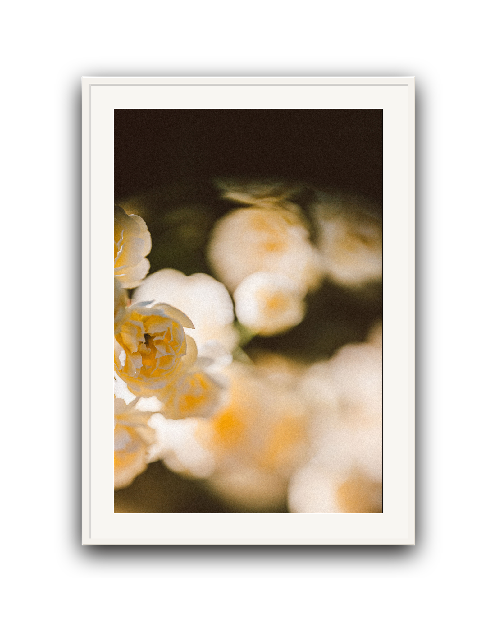 golden-haze-white-matted.png