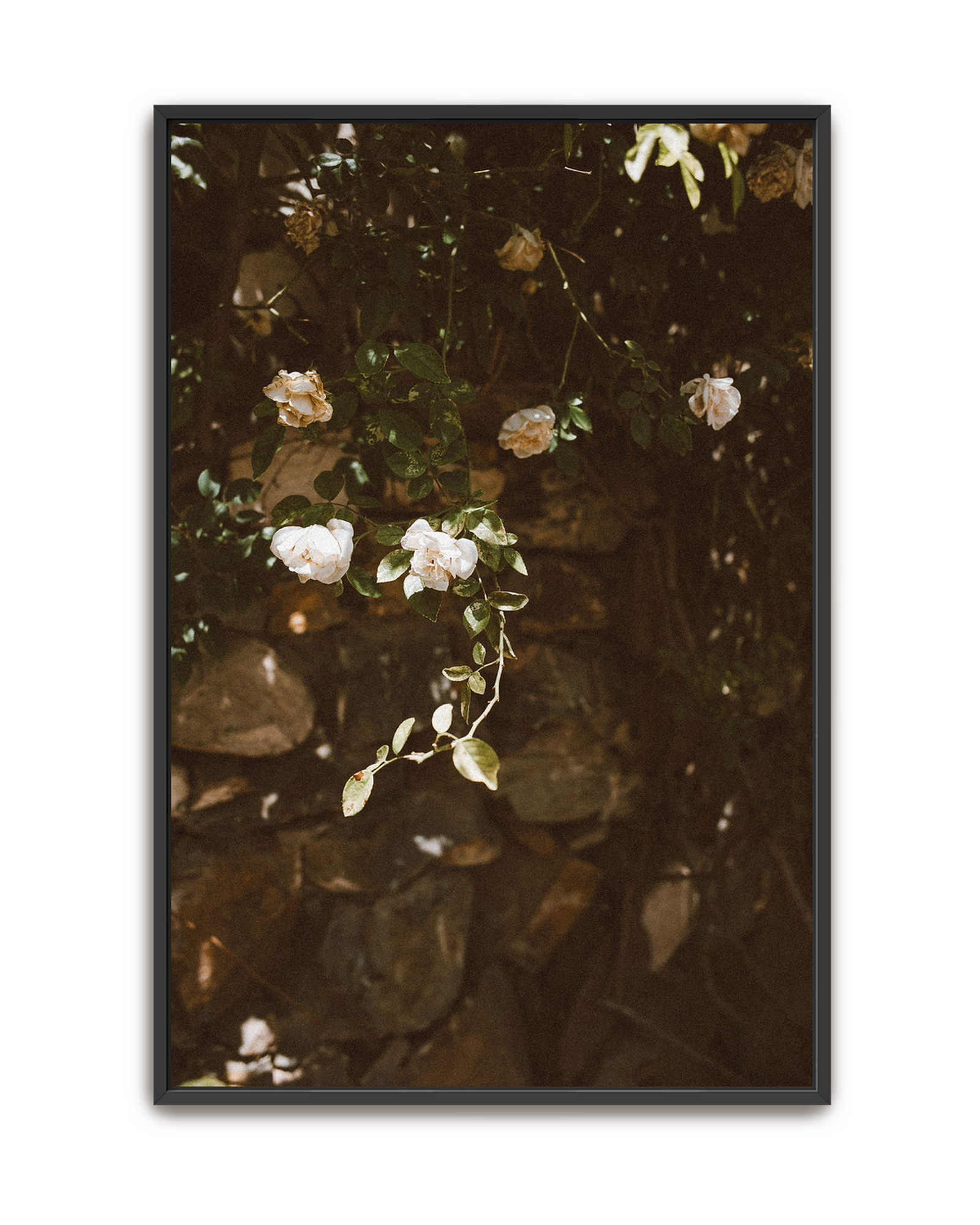 quiet-garden-black-canvas.png