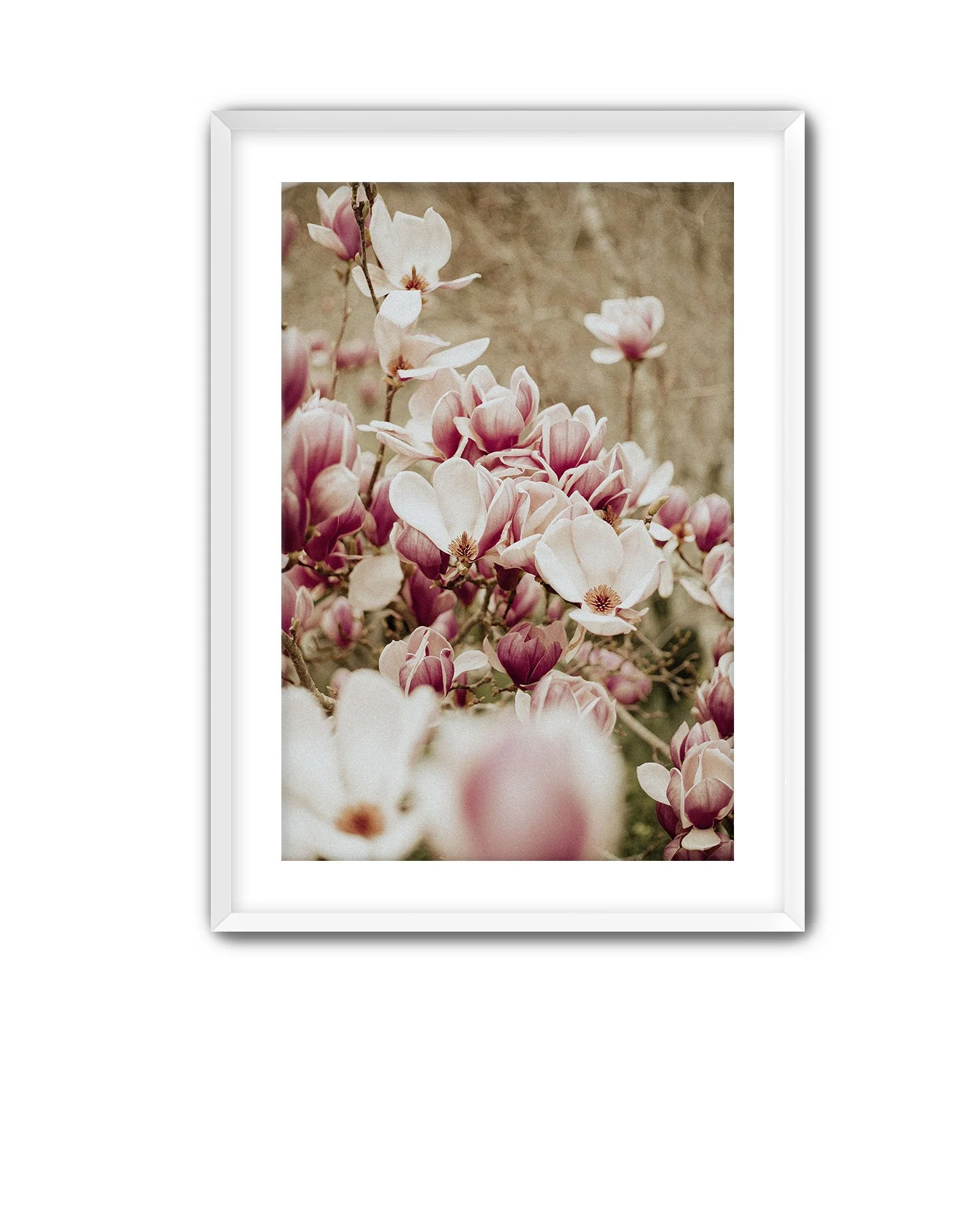White Frame Magnolia 11.jpg