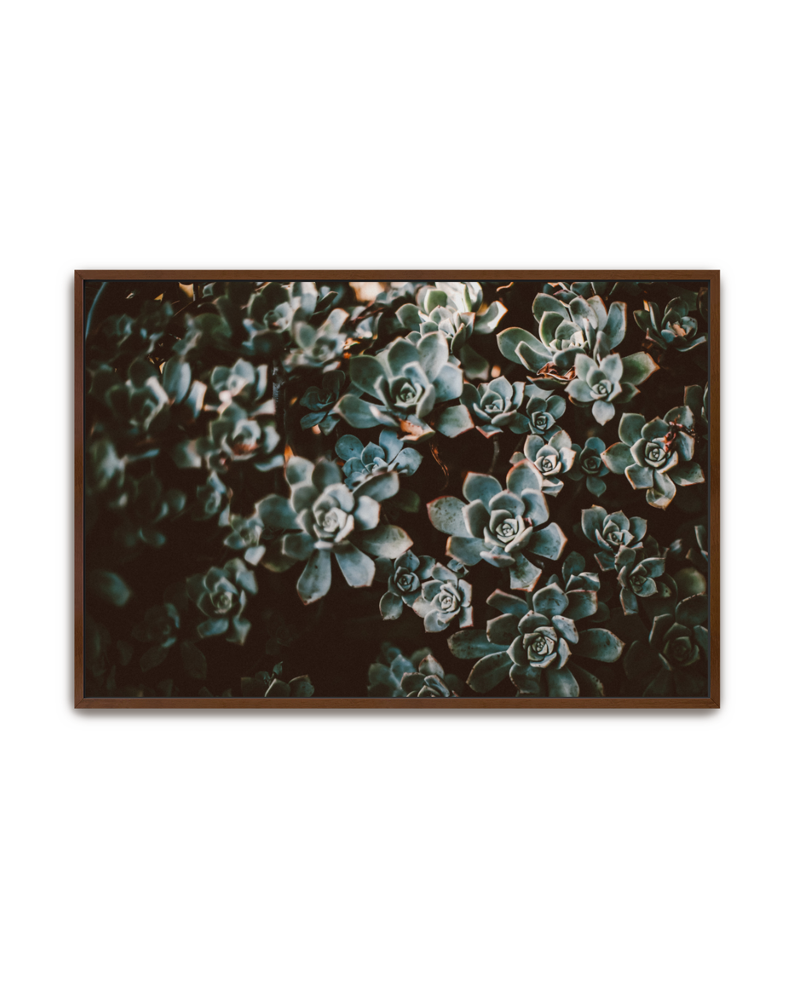 stone-roses-walnut-canvas.png
