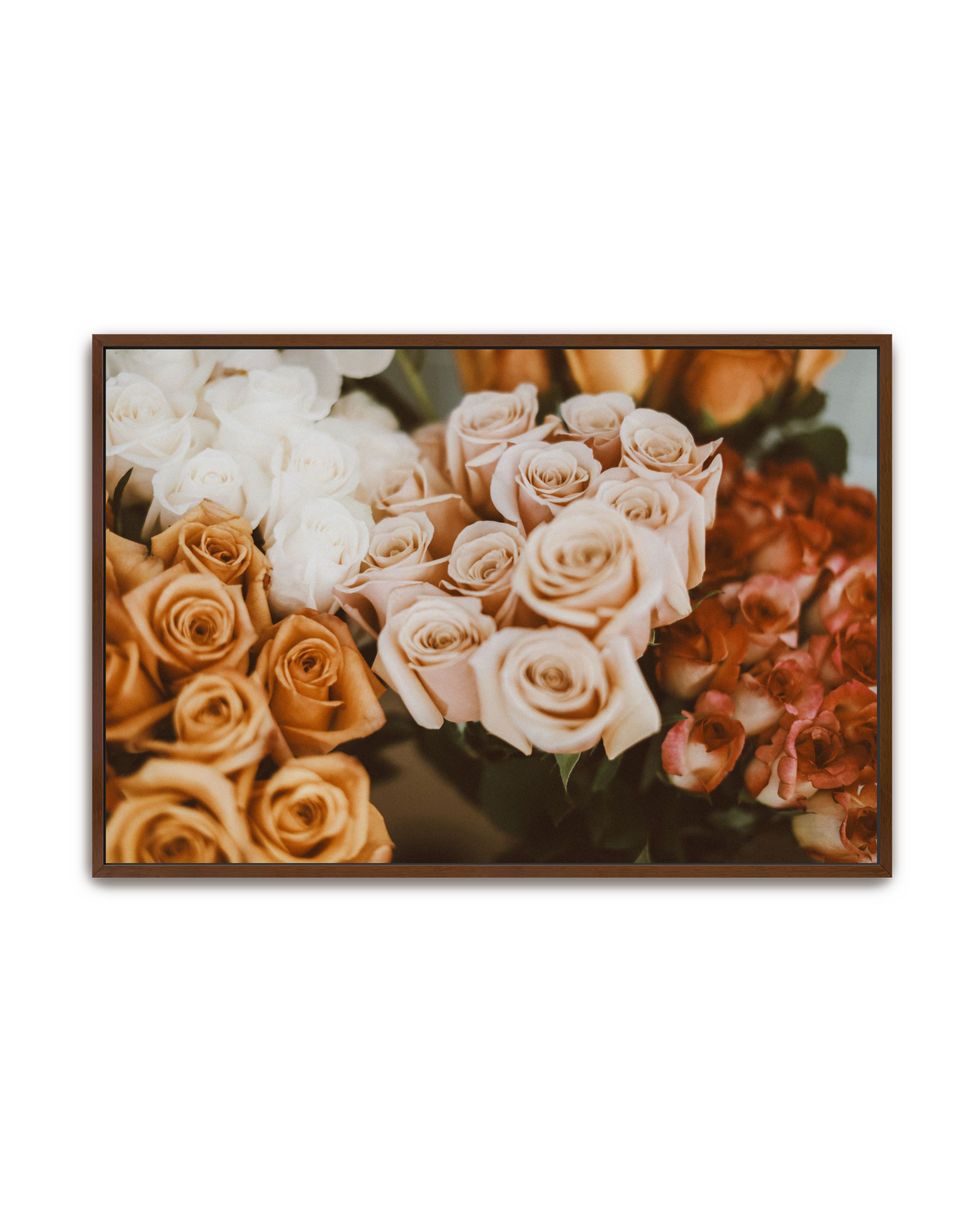 blush-hour-walnut-canvas.png