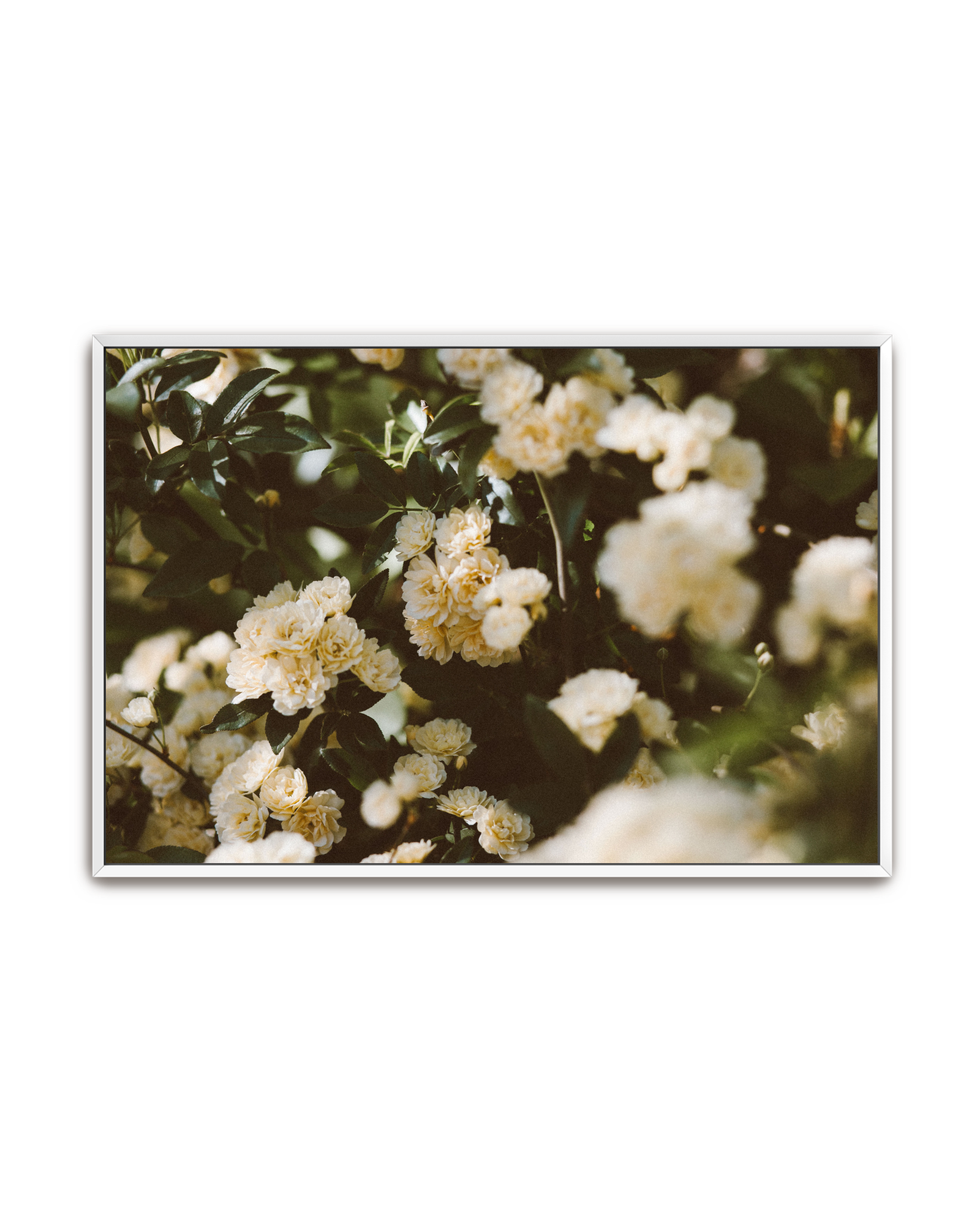 abundance-white-canvas.png