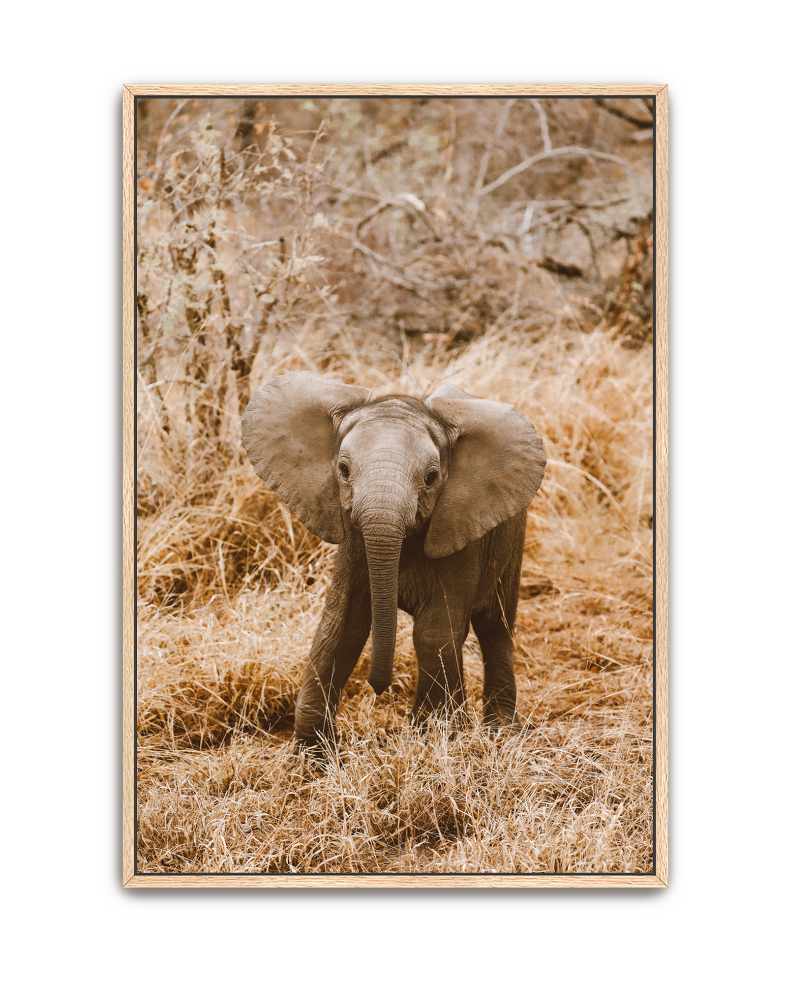 elephant-oak-canvas.png