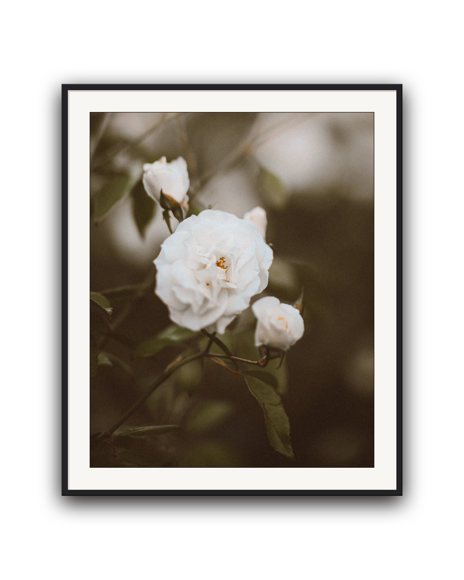 hushed-bloom-black-matted.png