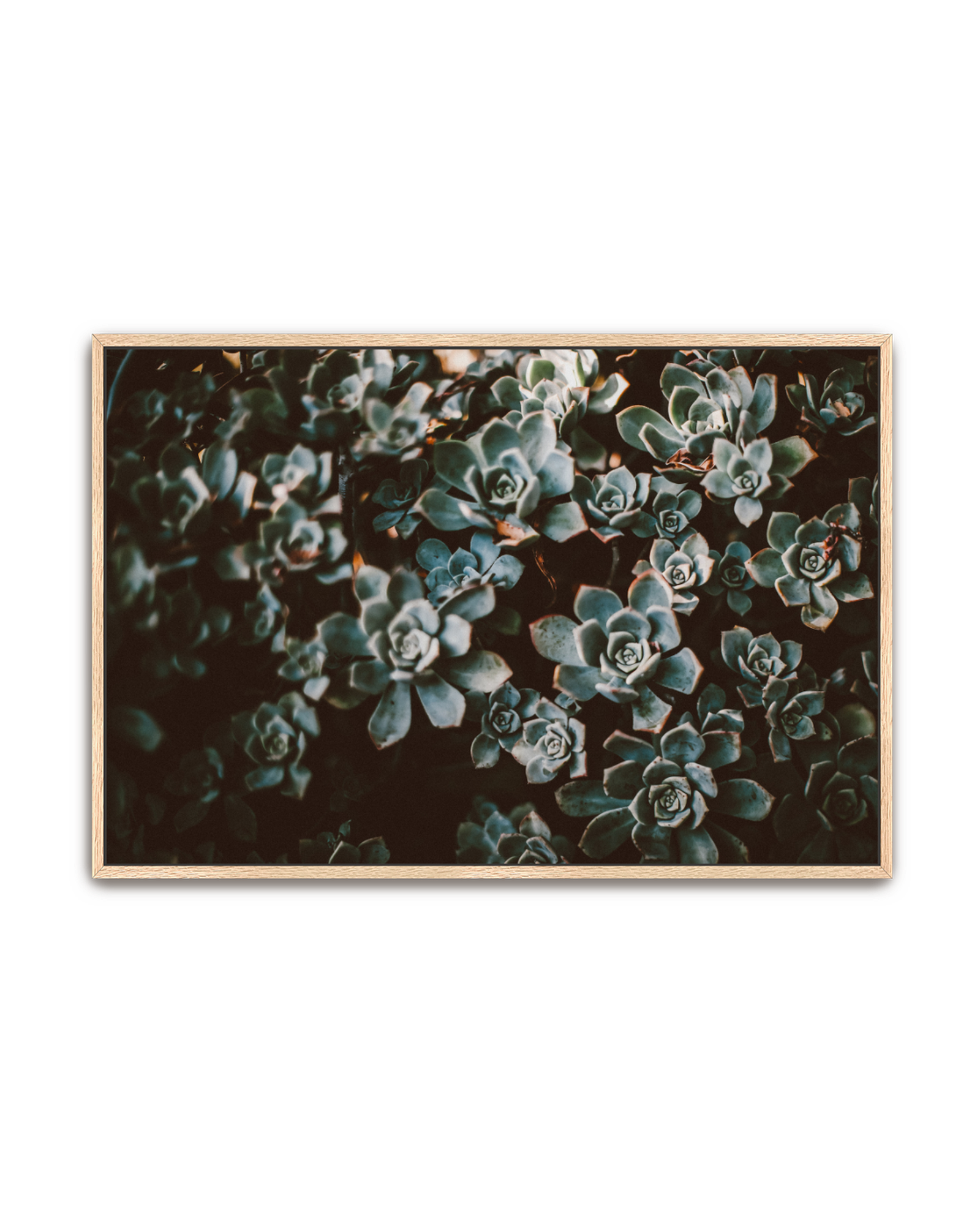 stone-roses-oak-canvas.png