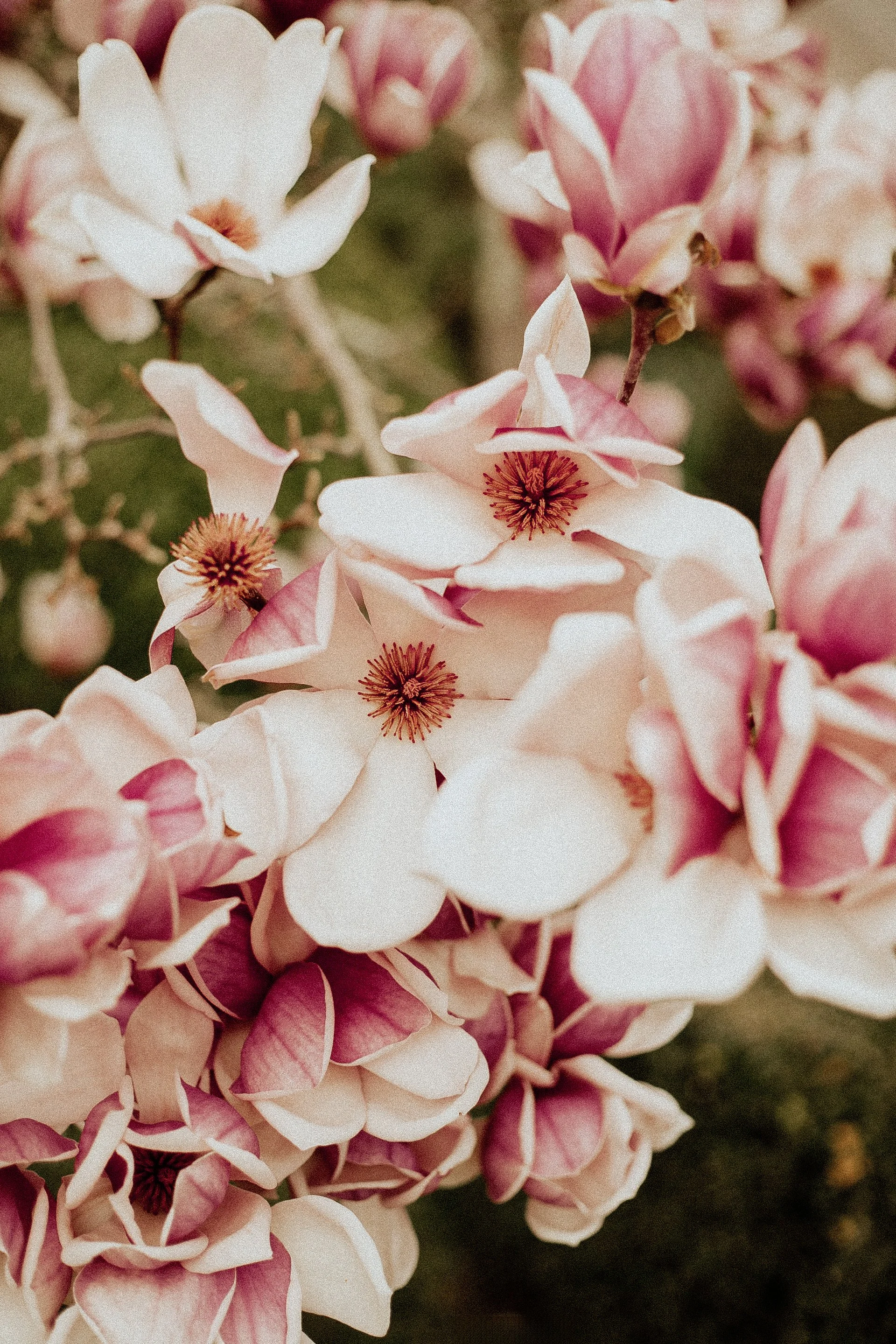 Close-up of pink and white flowering plant with delicate petals and dark stamens.