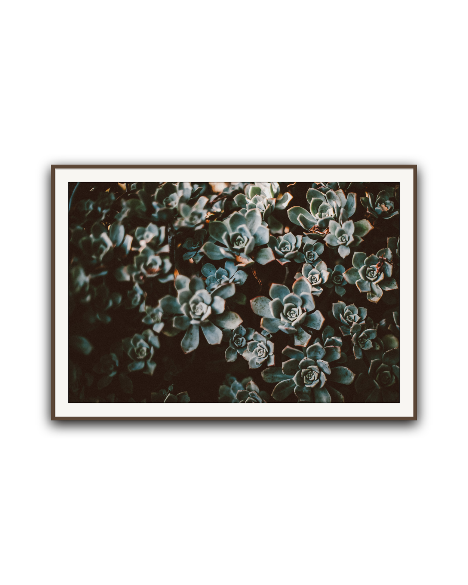 stone-roses-walnut-matted.png